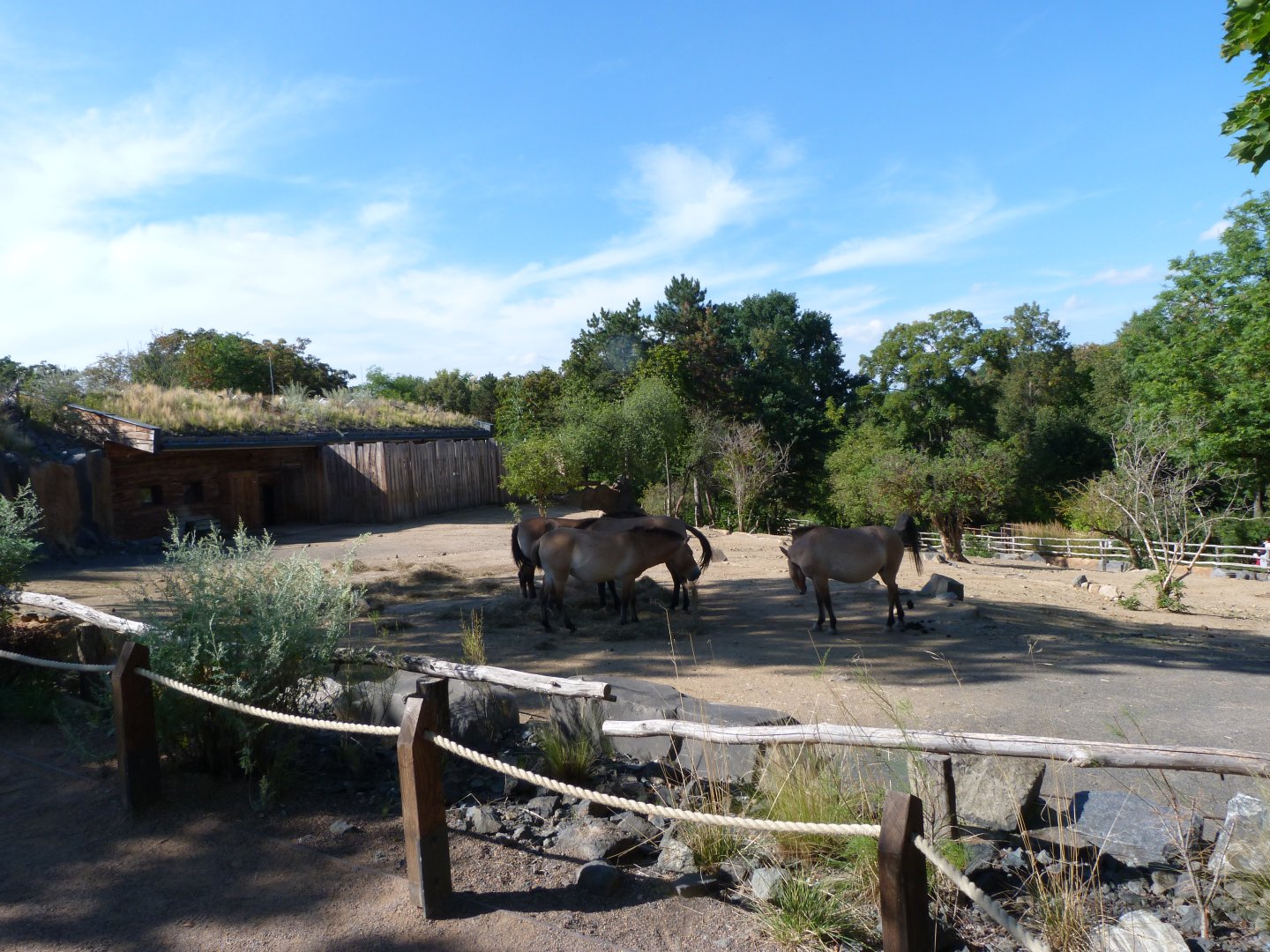 Przewalski's horse exhibit -Zoo Praha (2025)