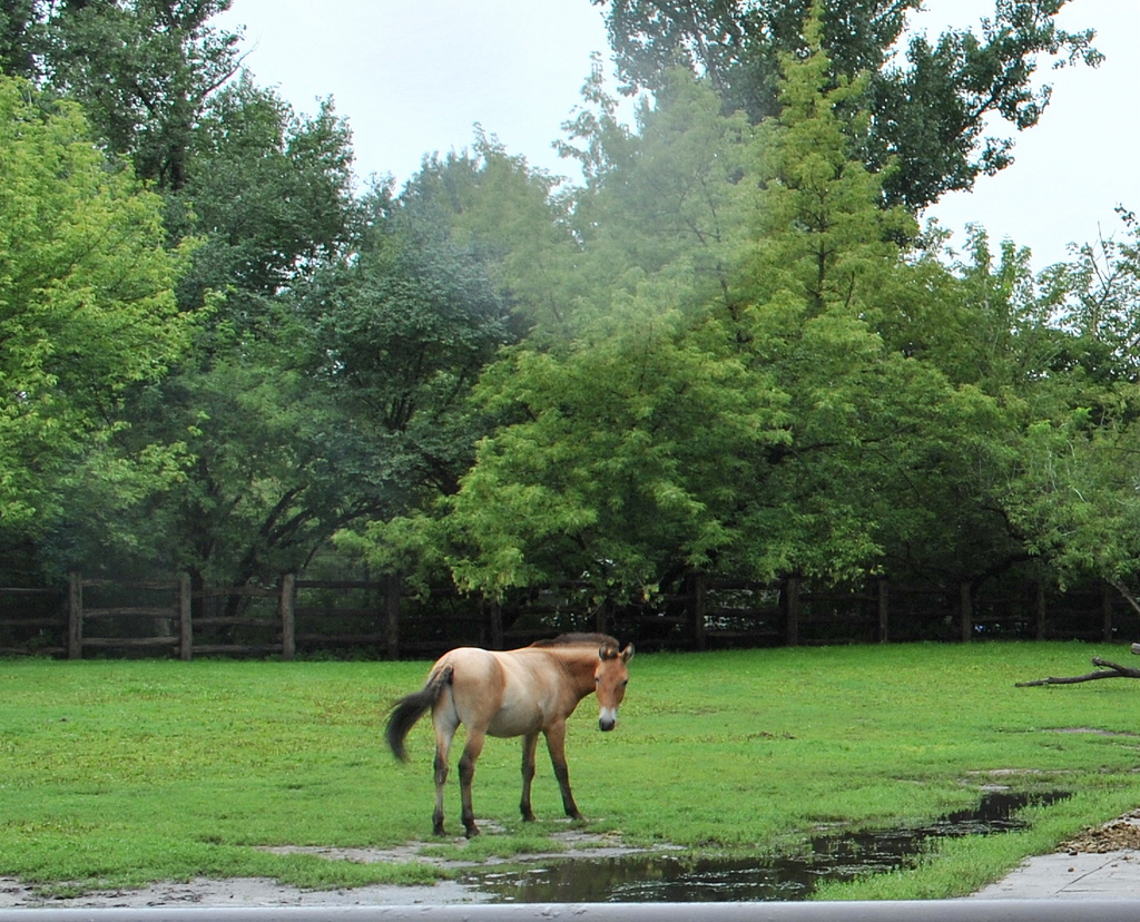 Przewalski's Horse exhibit