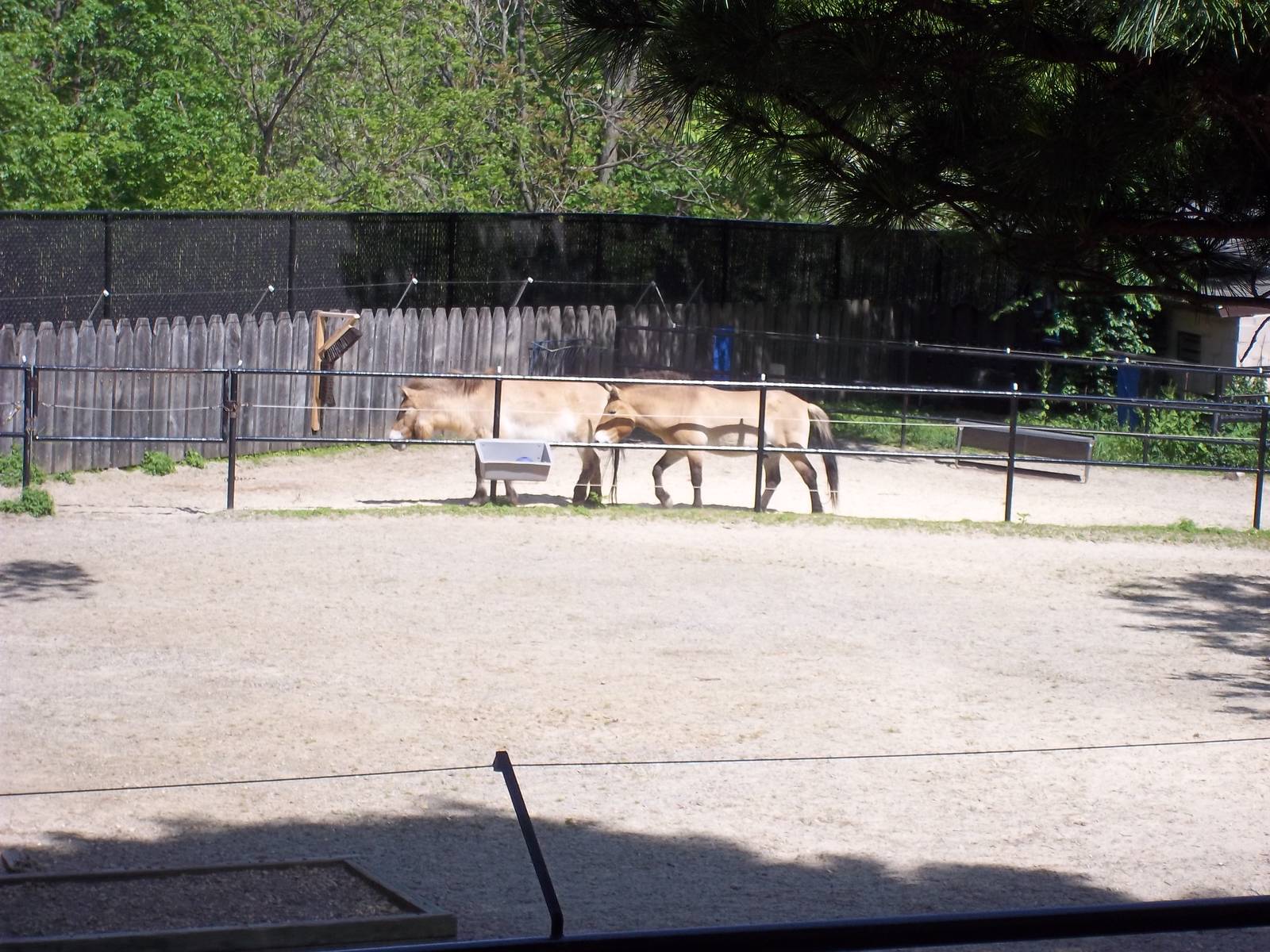 Przewalski's Horse Exhibit