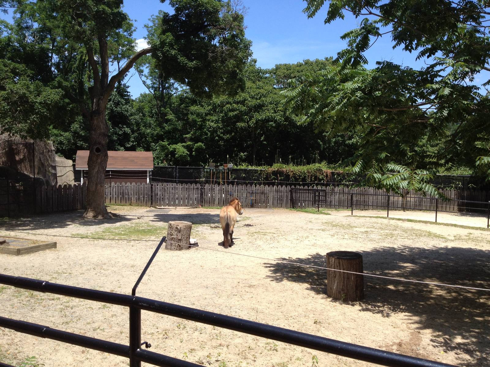 Przewalski's Horse Exhibit
