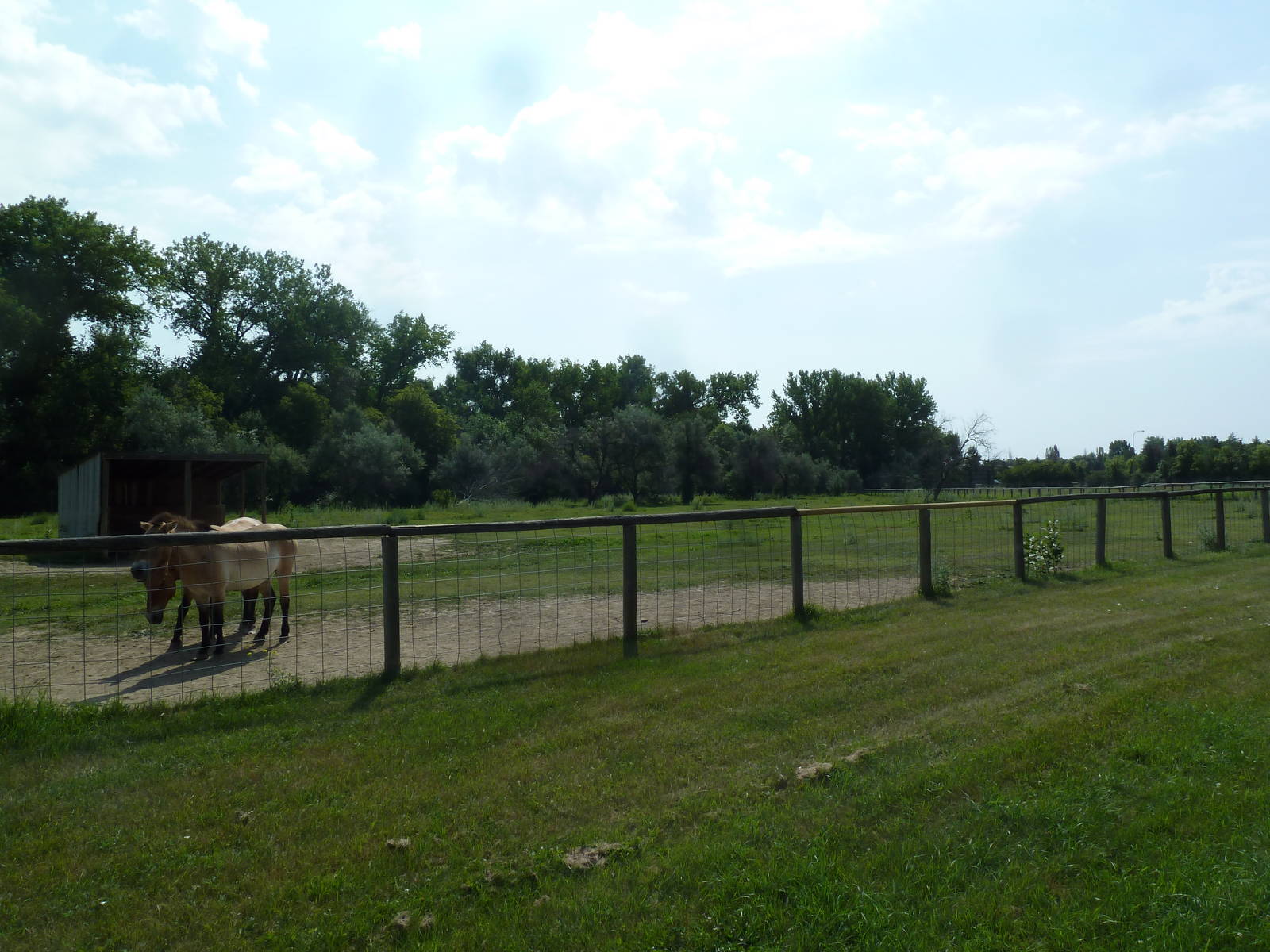 Przewalski's Horse Exhibit