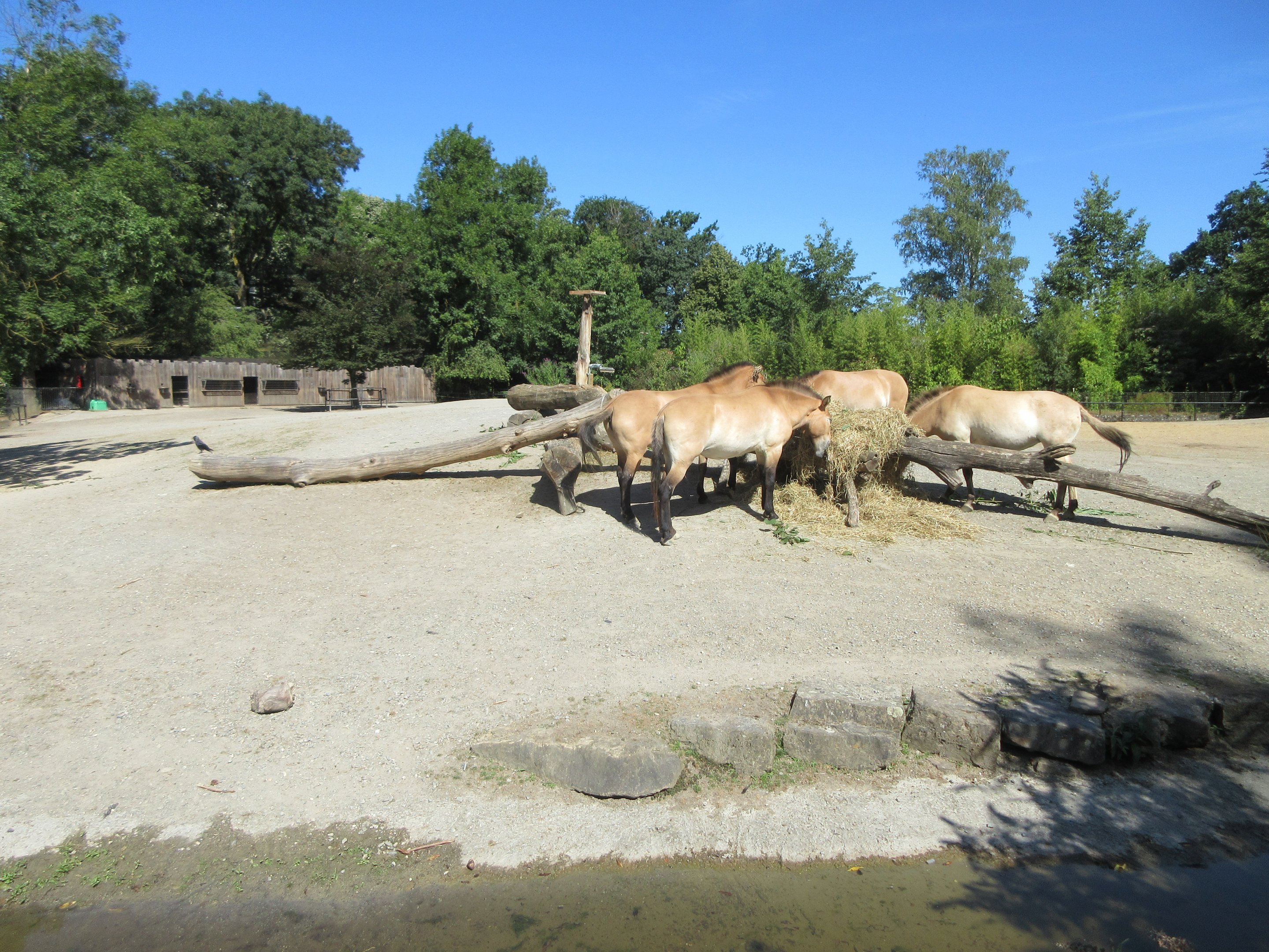 Przewalski's Horse Exhibit