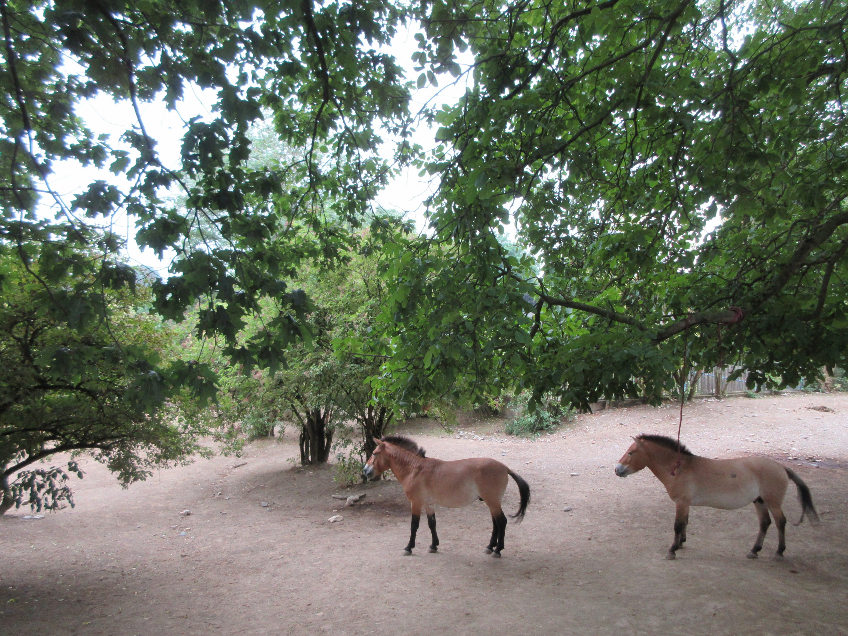 Przewalski's Horse Exhibit