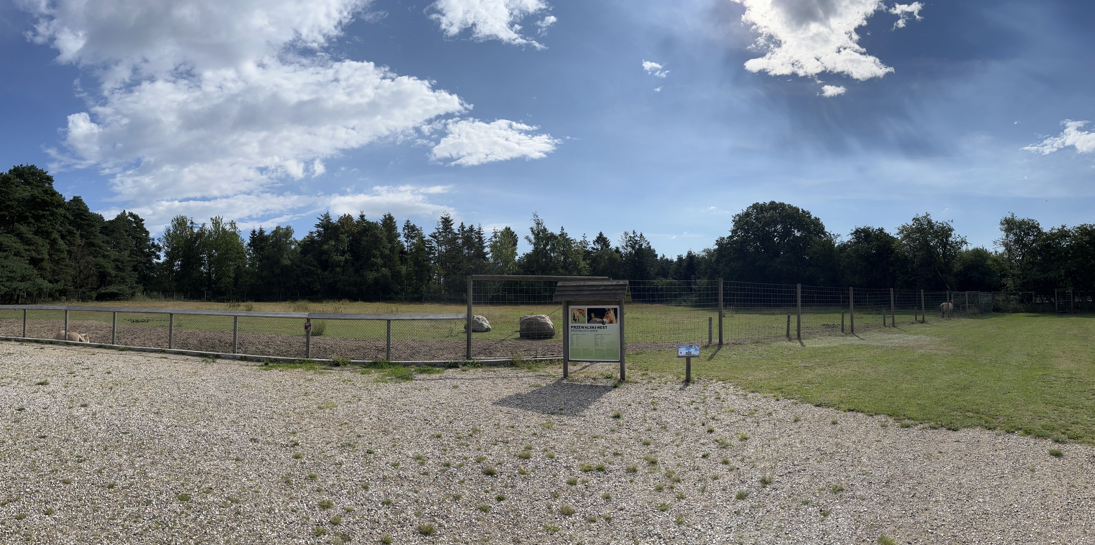 Przewalski’s Horse Exhibit