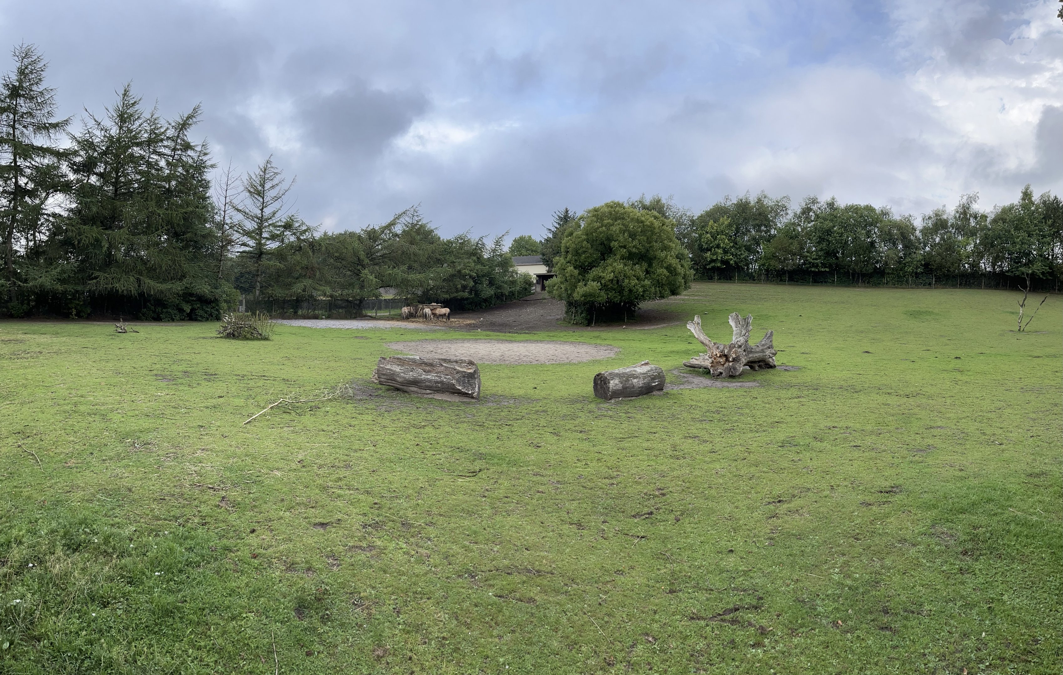Przewalski’s Horse Exhibit