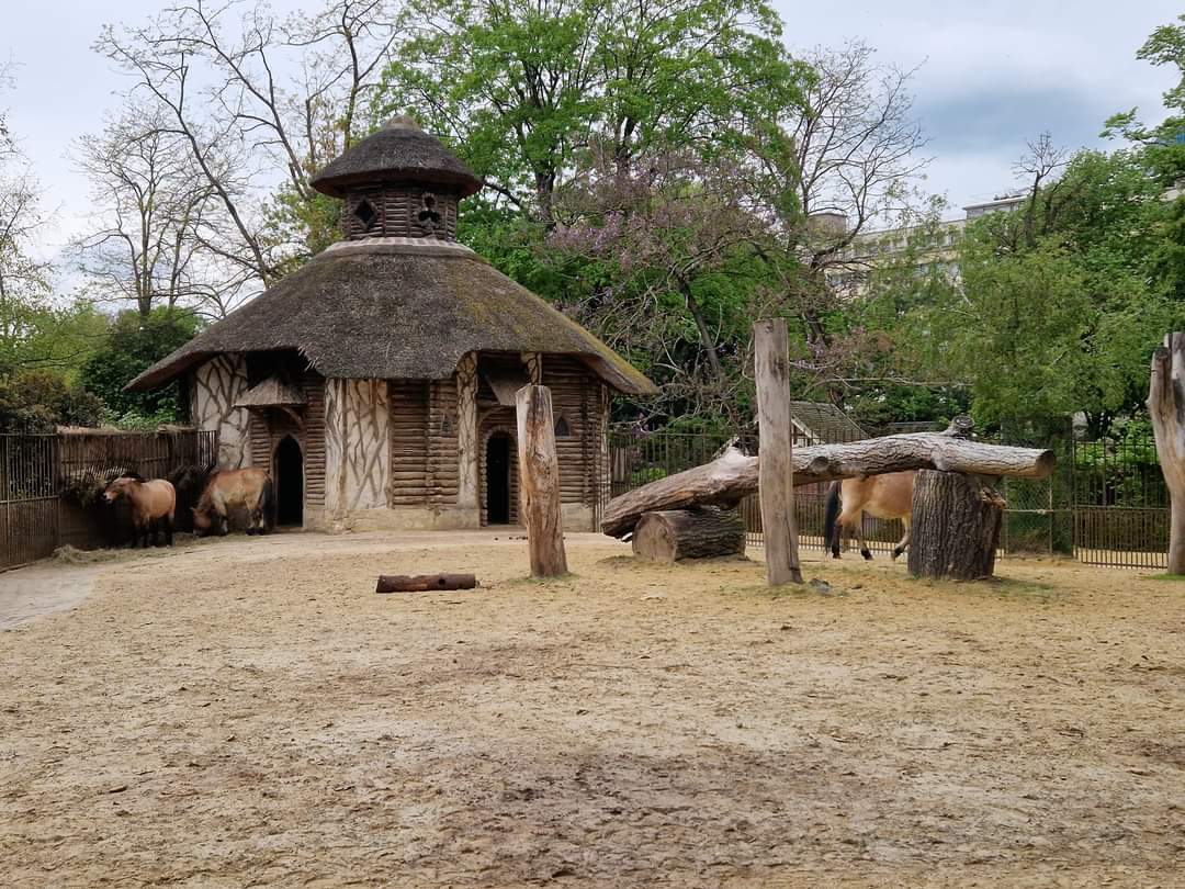 Przewalski's Horse exhibit