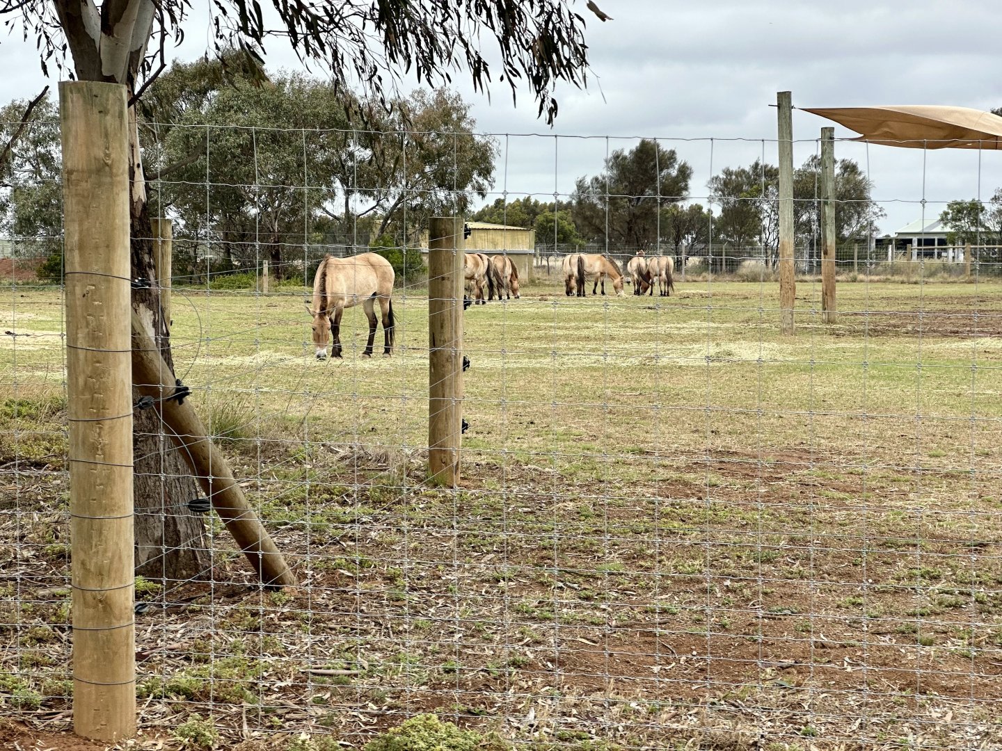 Przewalski’s Horse Exhibit