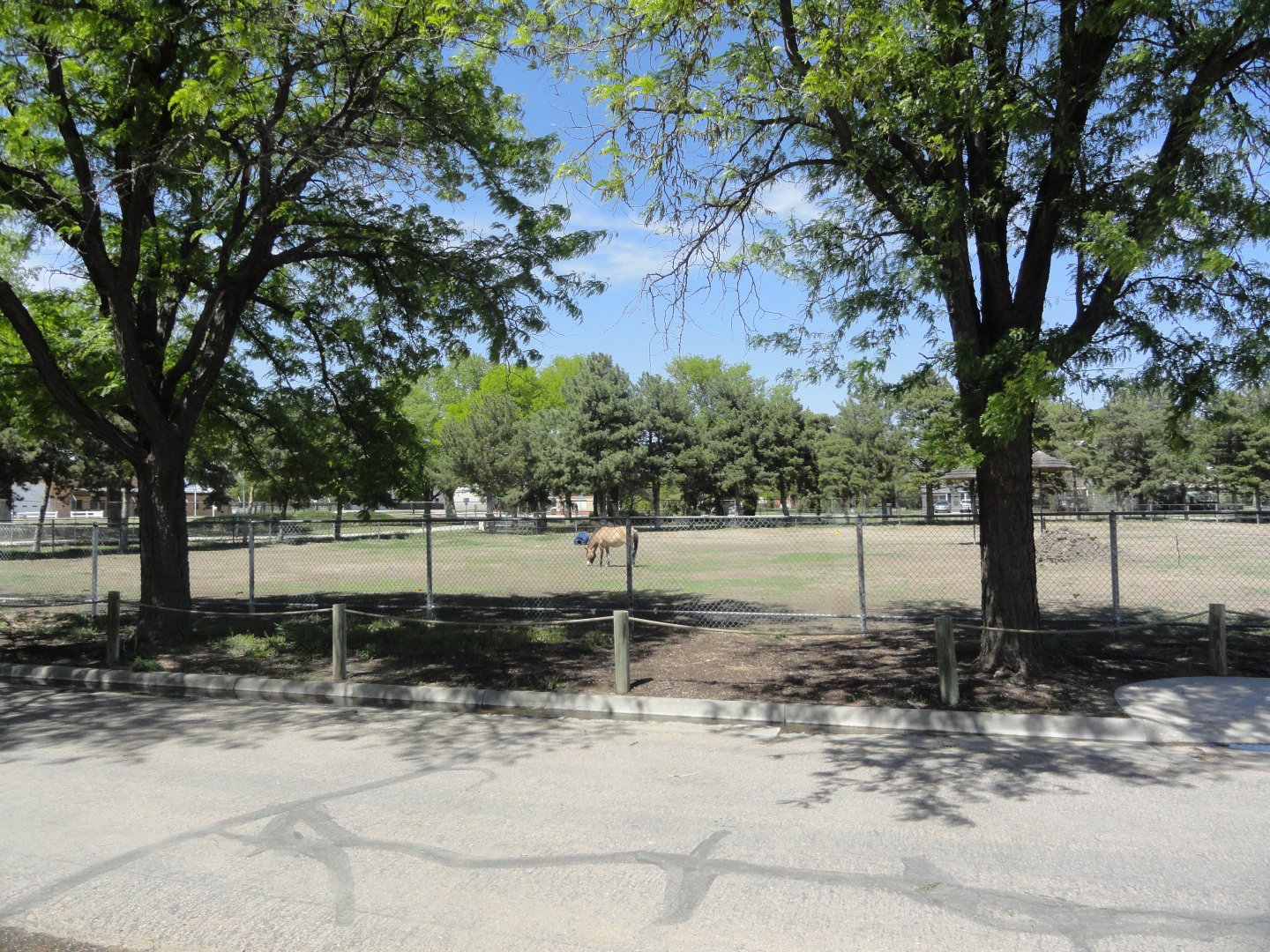 Przewalski's Horse Exhibit