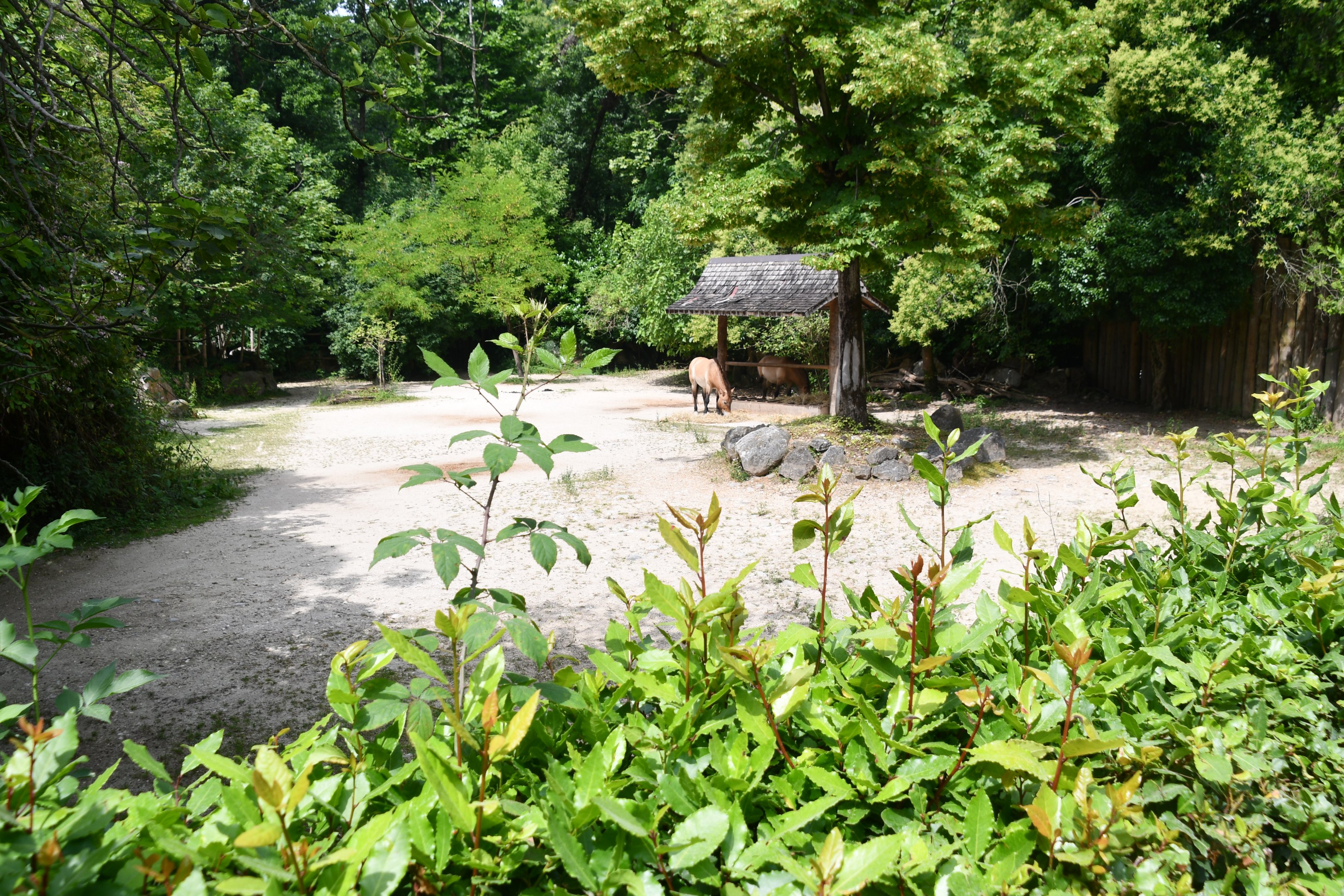 Przewalski's Horse exhibit