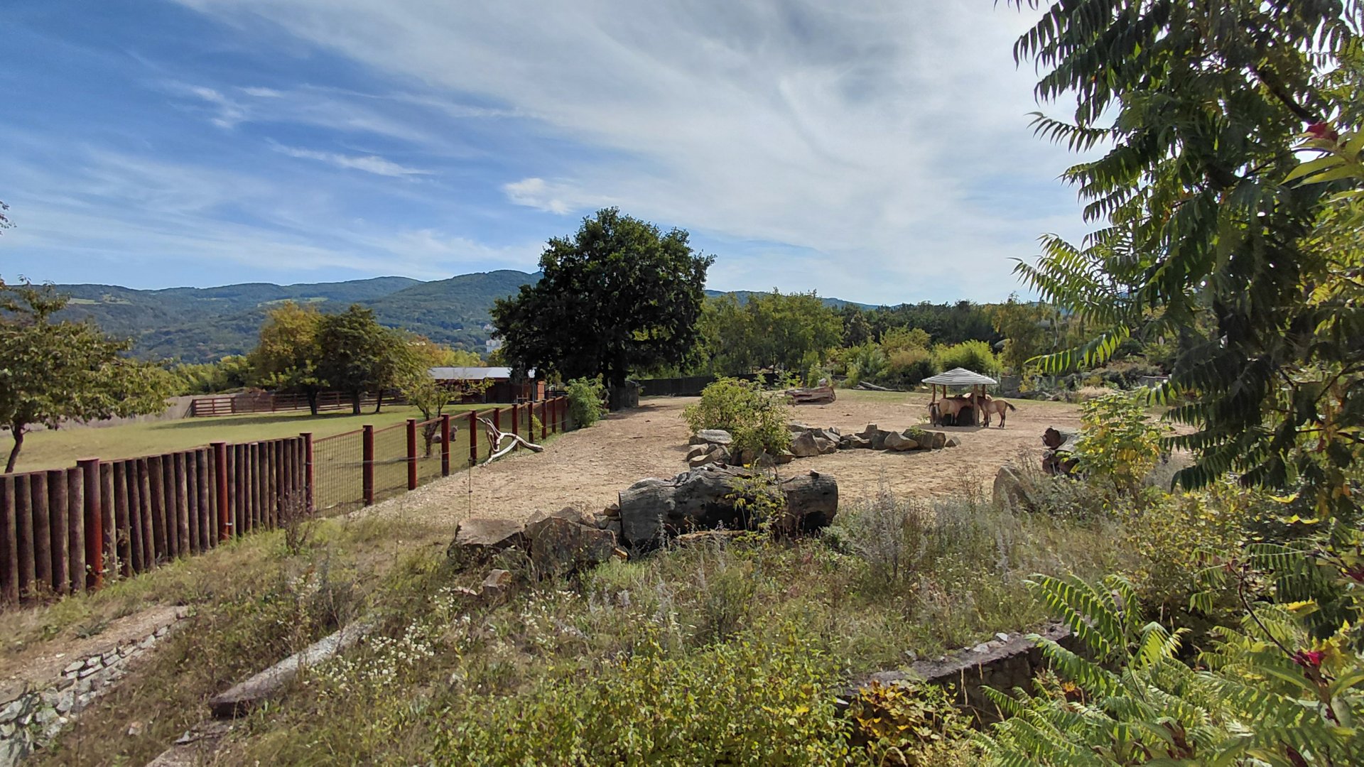 Przewalski's horse exhibit