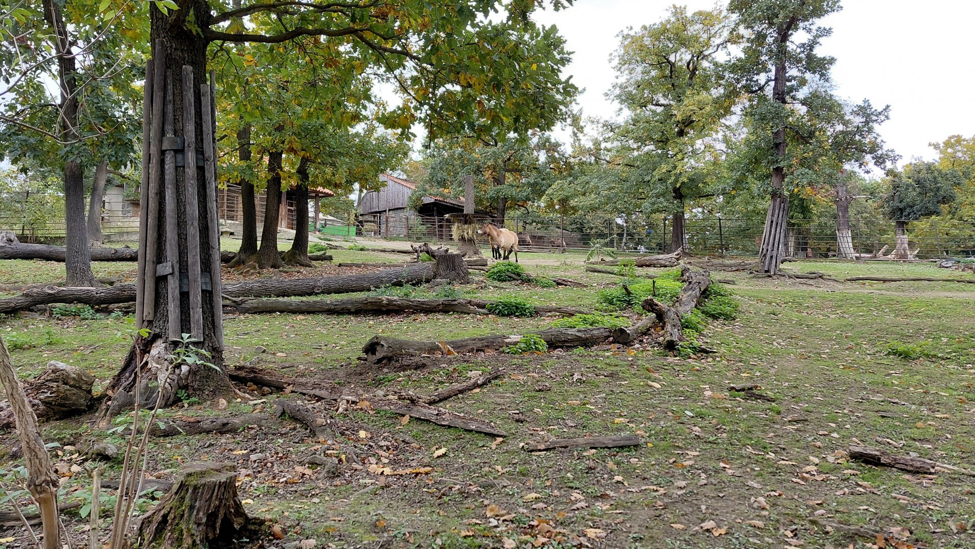 Przewalski's horse exhibit