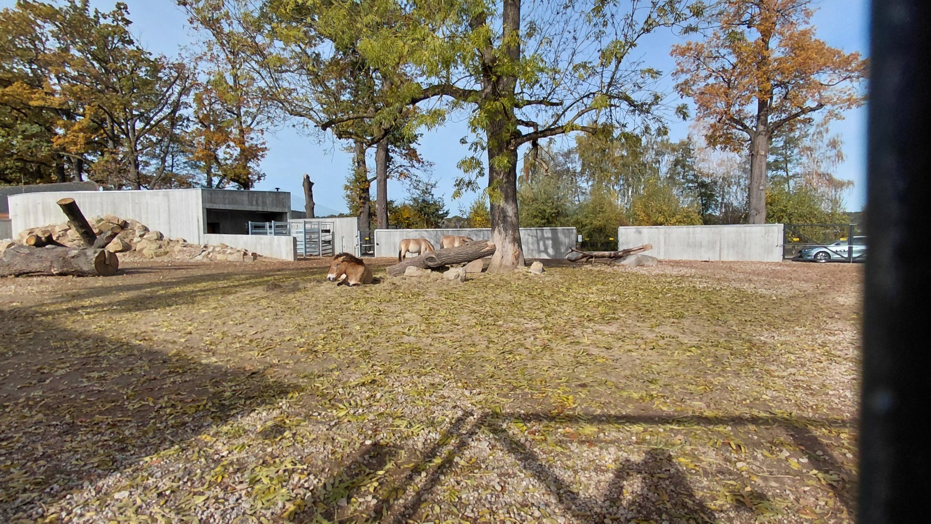 Przewalski's horse exhibit