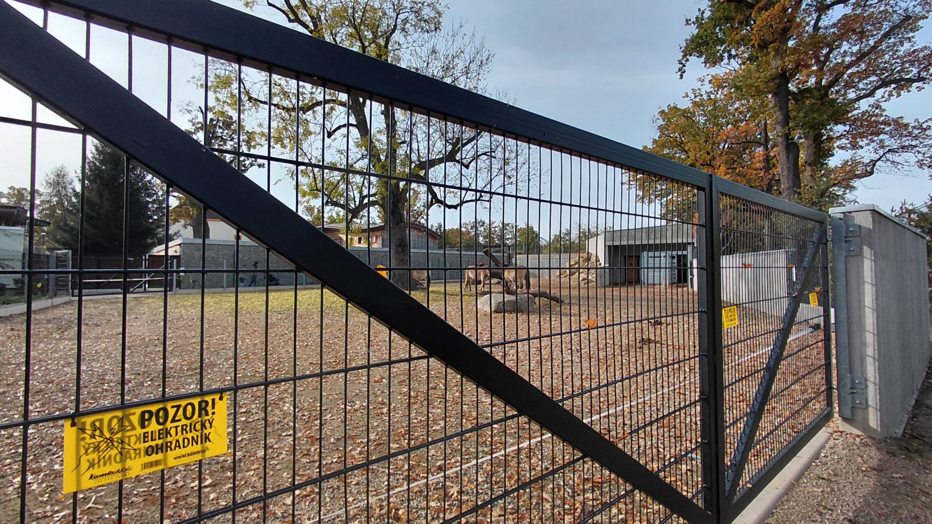 Przewalski's horse exhibit