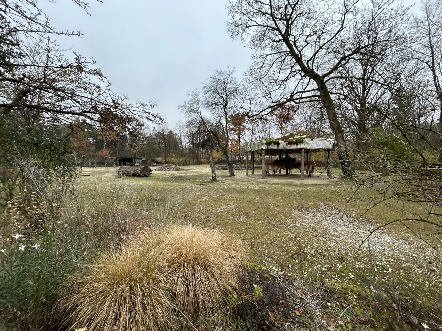 Przewalski’s Horse Exhibit