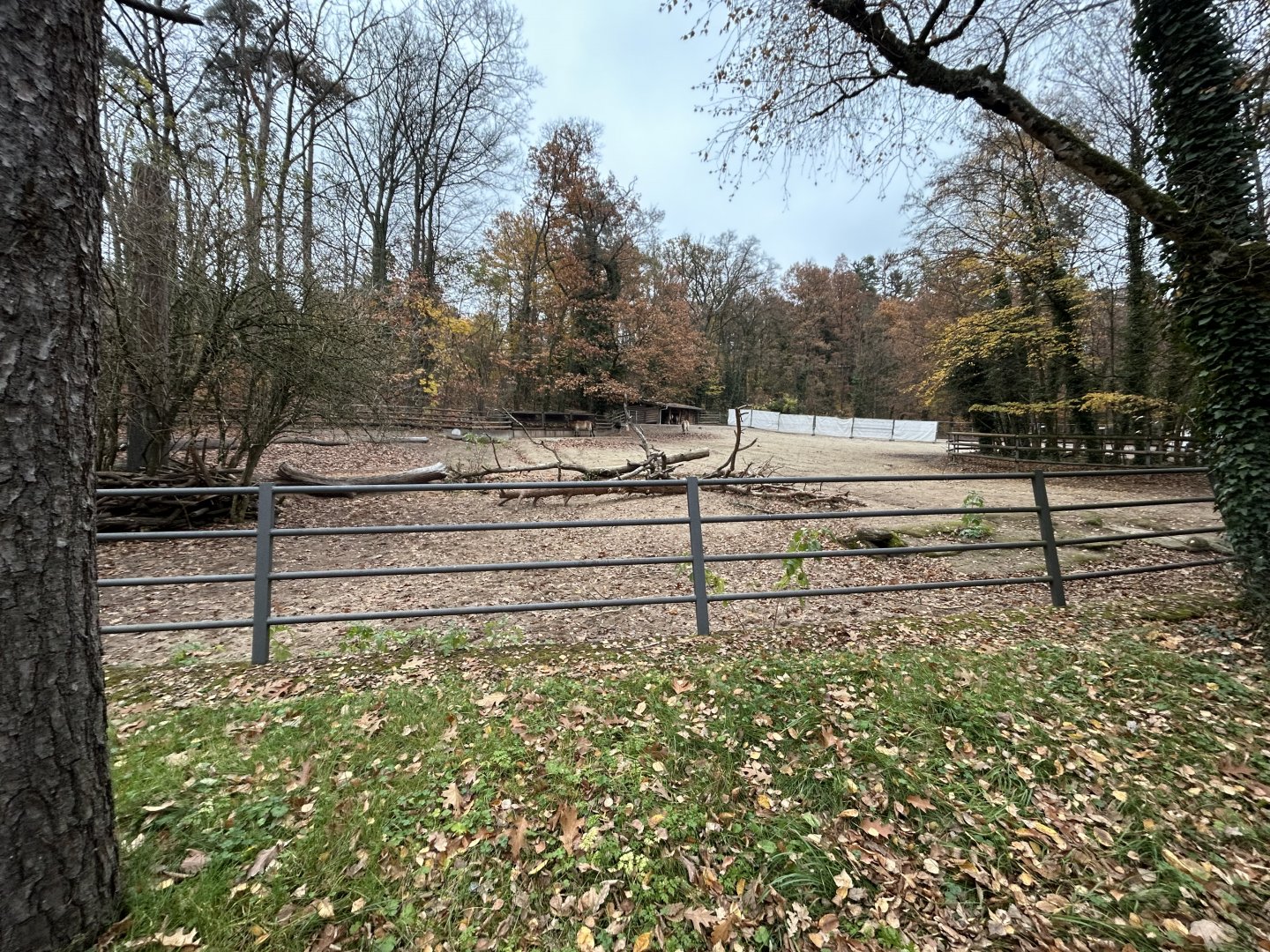 Przewalski's Horse Exhibit