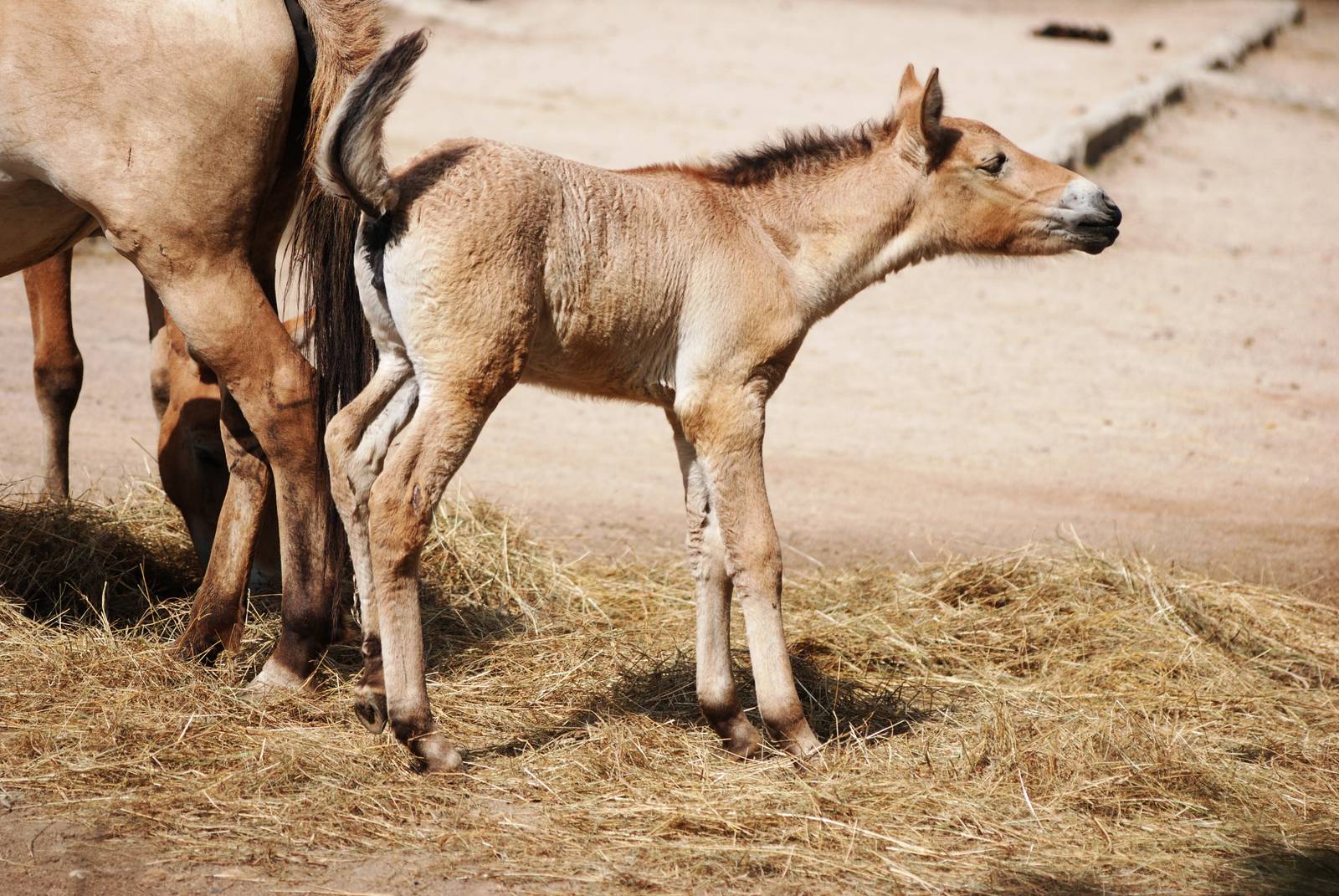 Przewalski's Horse Foal at Prague, 25/08/12