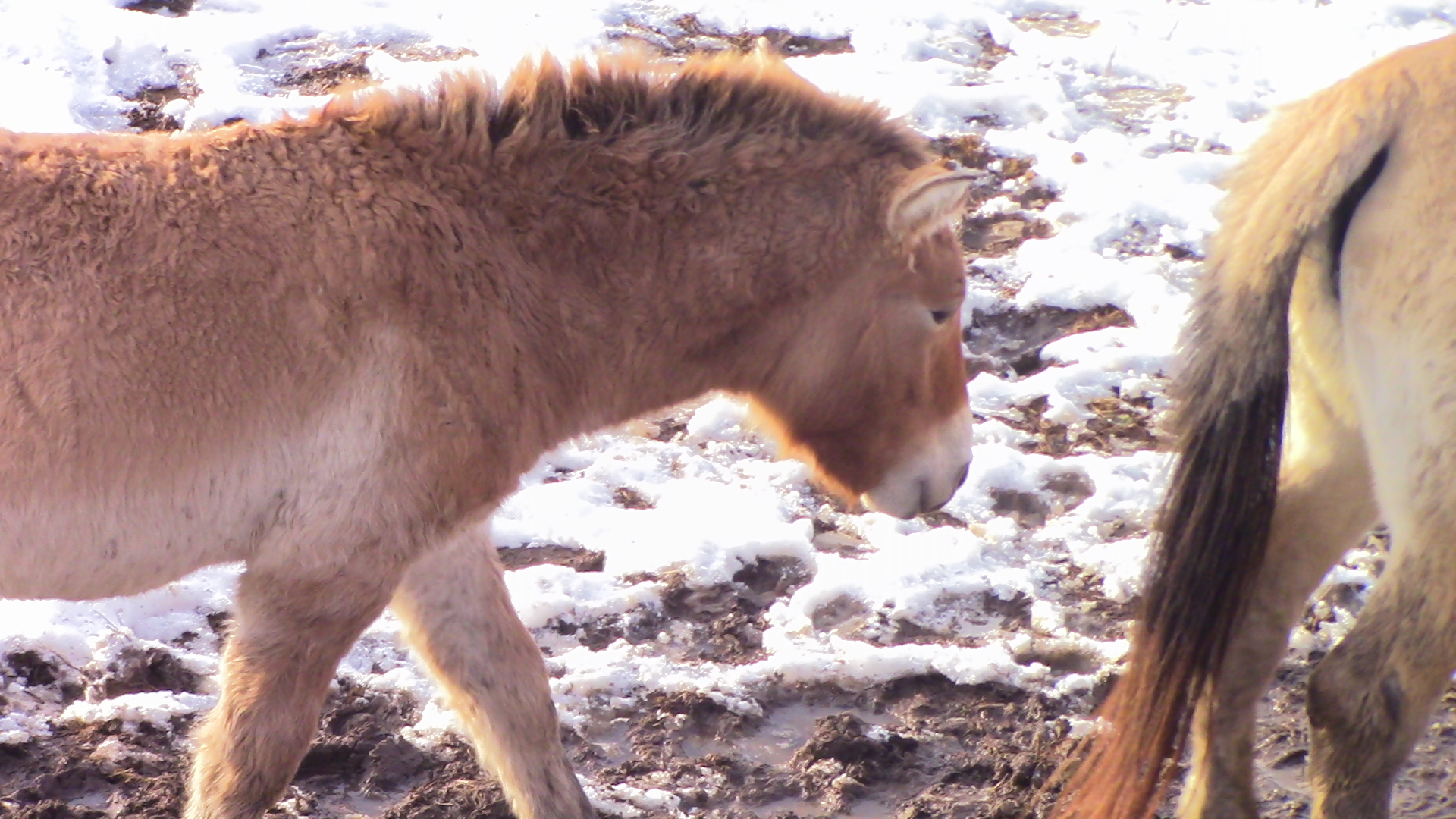 Przewalski's horse foal-Minnesota zoo-Nov 13