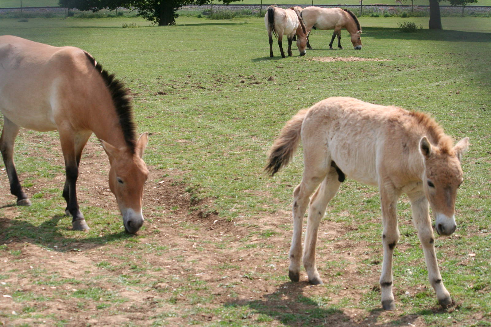 Przewalski's horse foal