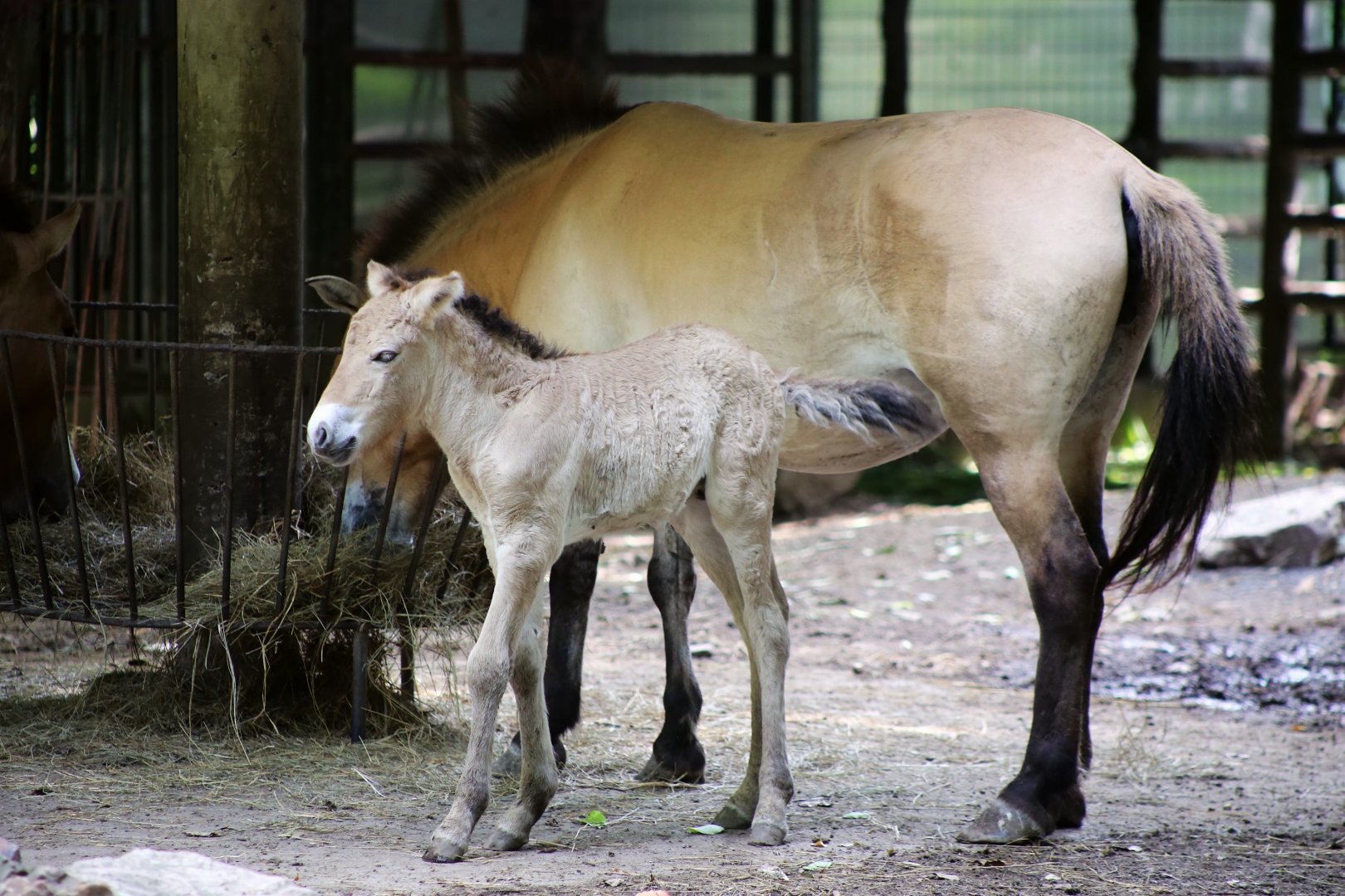 Przewalski's Horse Foal
