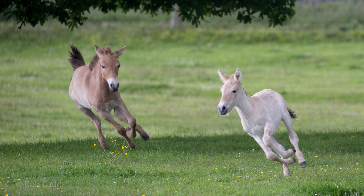 Przewalskis horse (foals) : Whipsnade : 01 Jul 2016