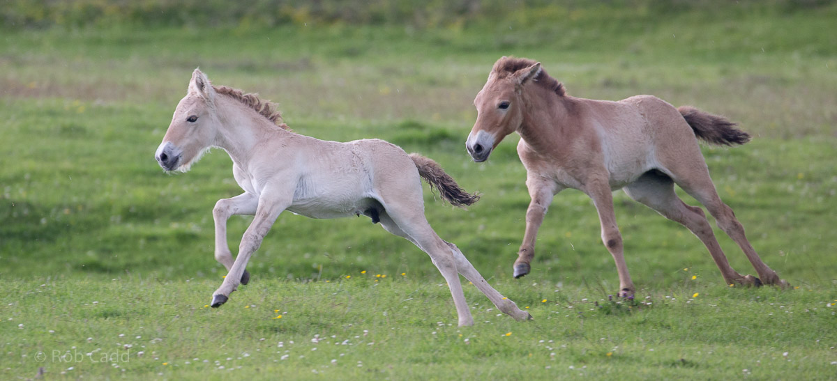 Przewalskis horse (foals) : Whipsnade : 01 Jul 2016