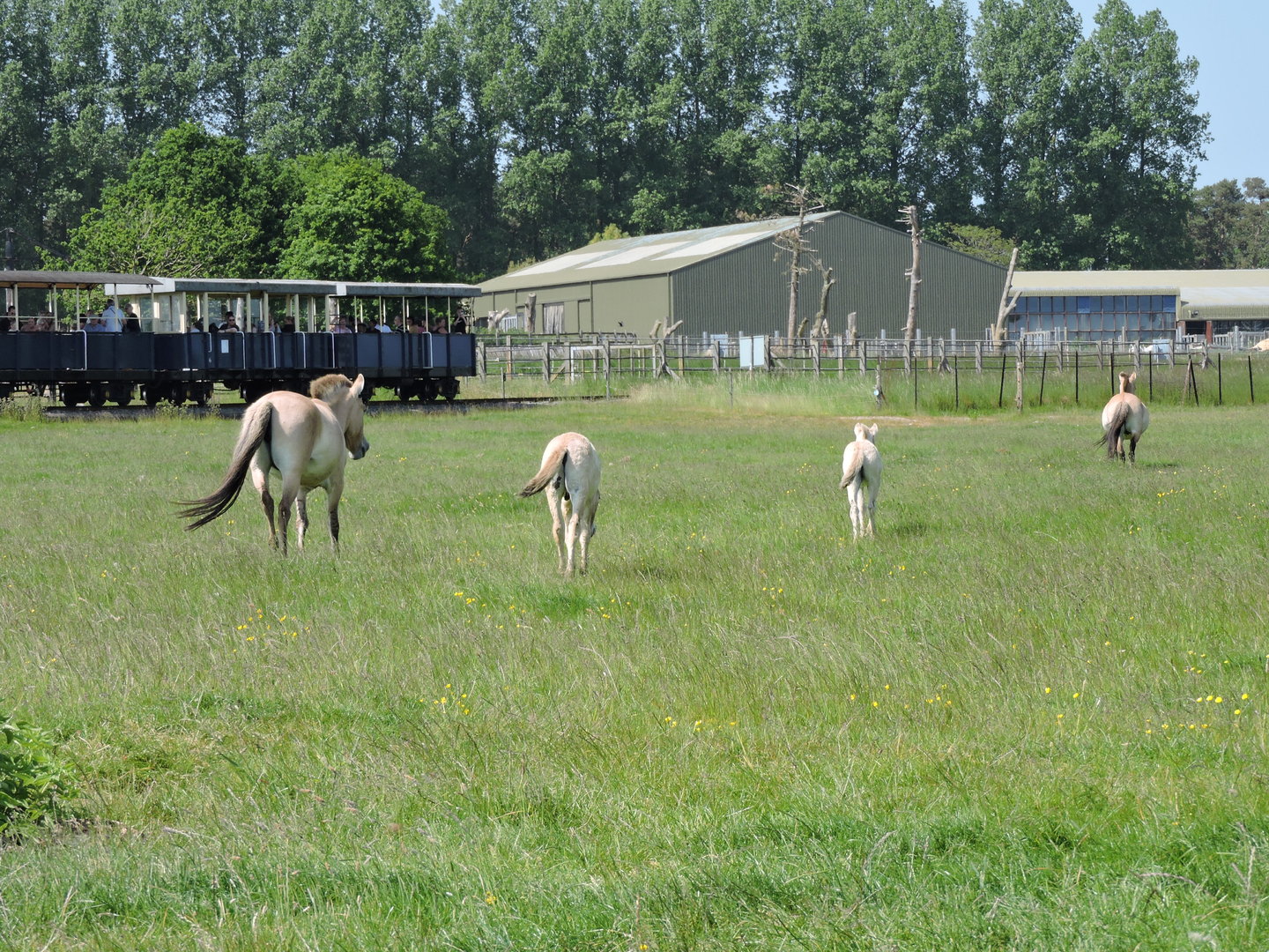 Przewalski's Horse foals