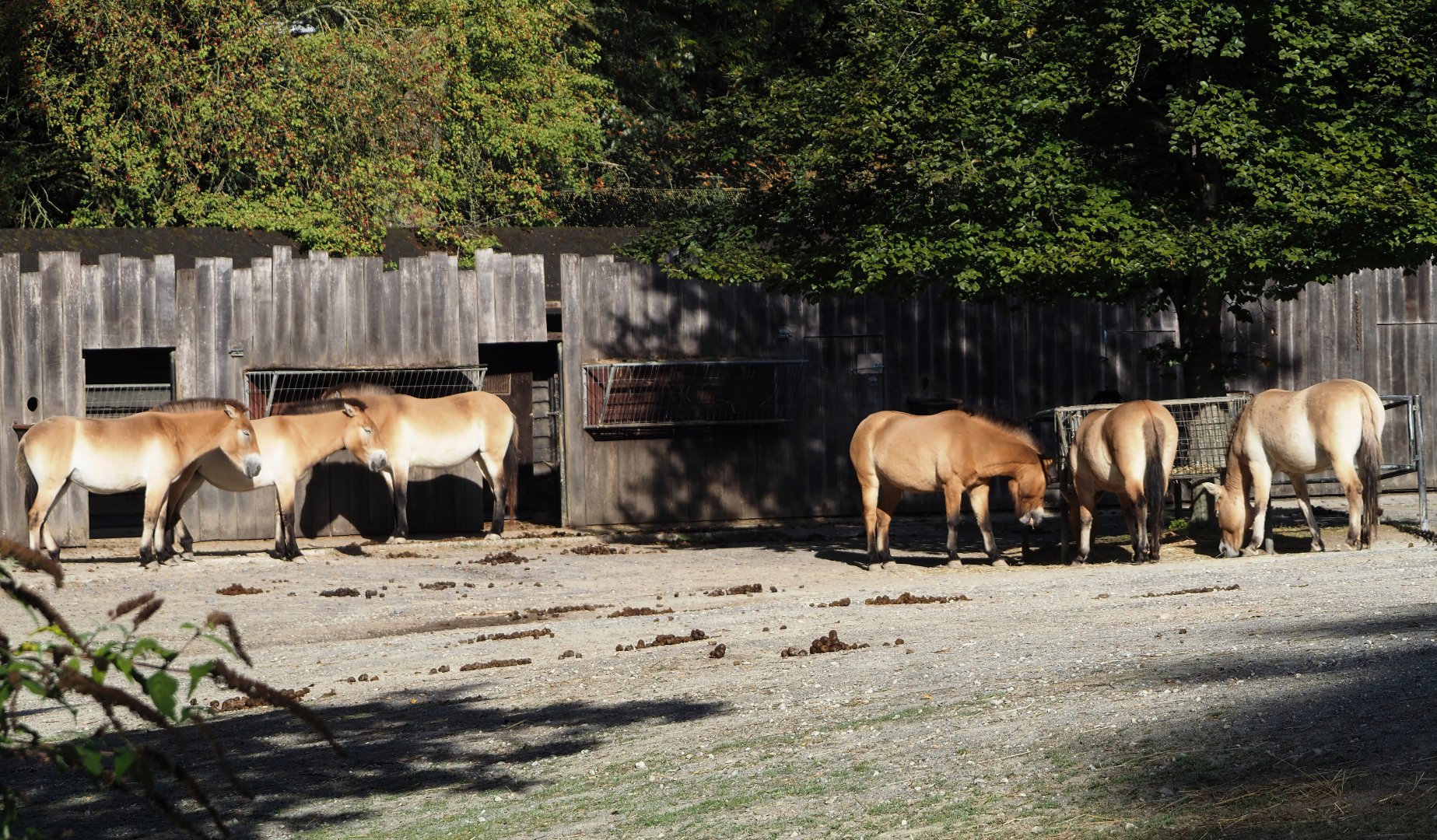 Przewalski's horse herd (Equus ferus przewalskii), 2025-09-06