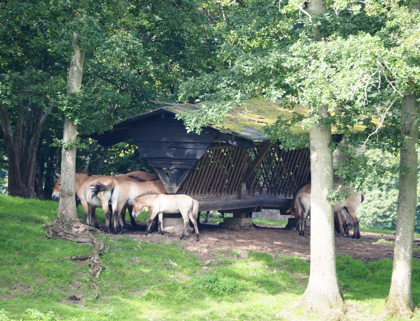 Przewalski's horse herd (Equus ferus przewalskii) at feeder, 2021-08-15