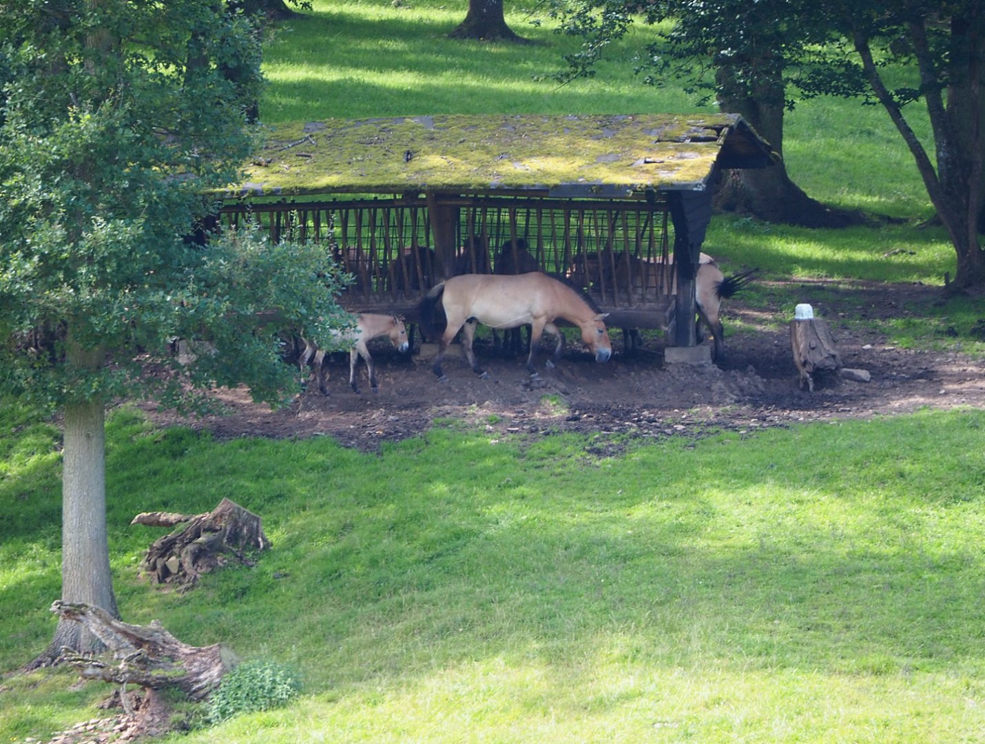 Przewalski's horse herd (Equus ferus przewalskii) at feeder, 2021-08-15