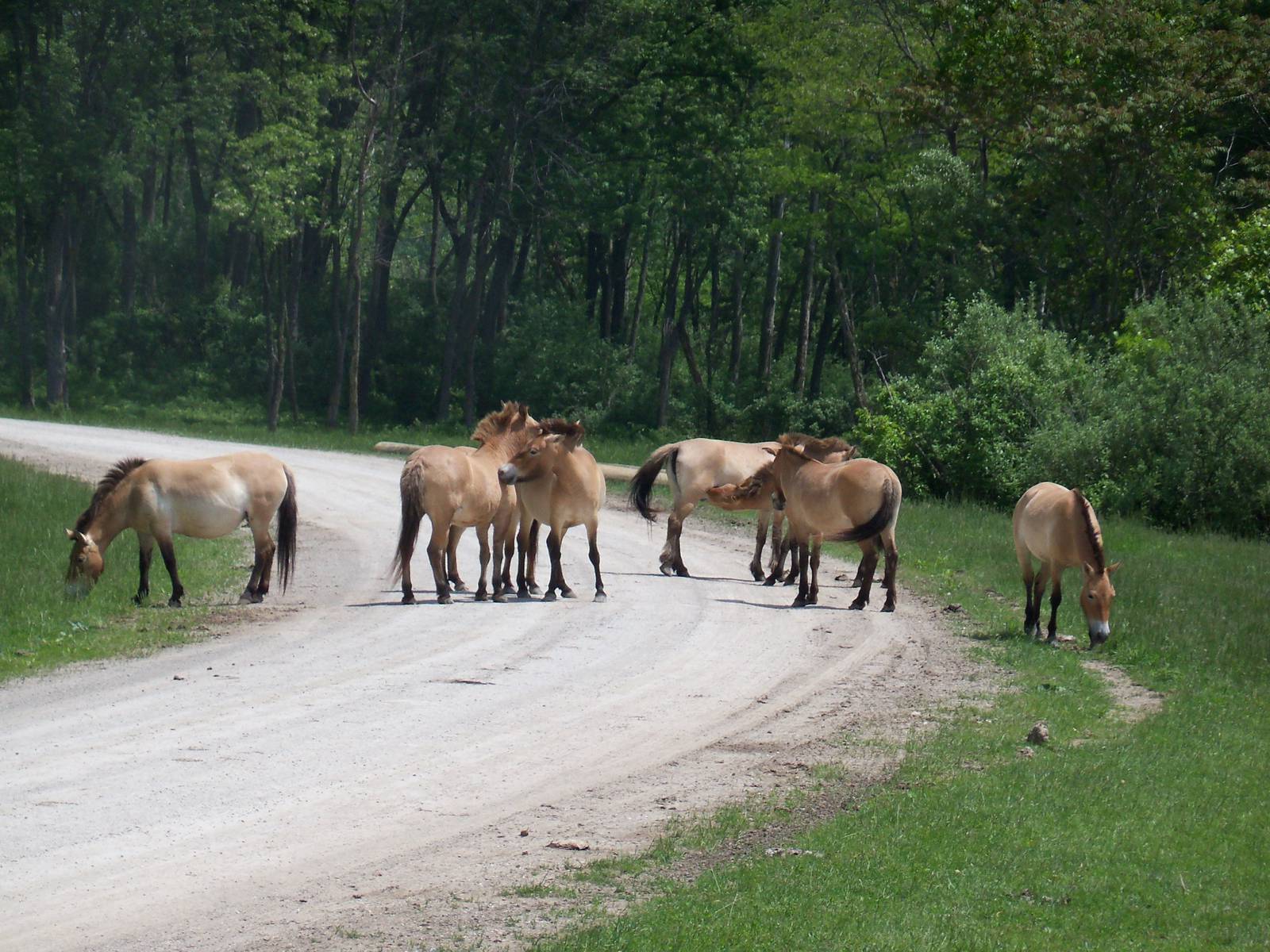 Przewalski's Horse Herd