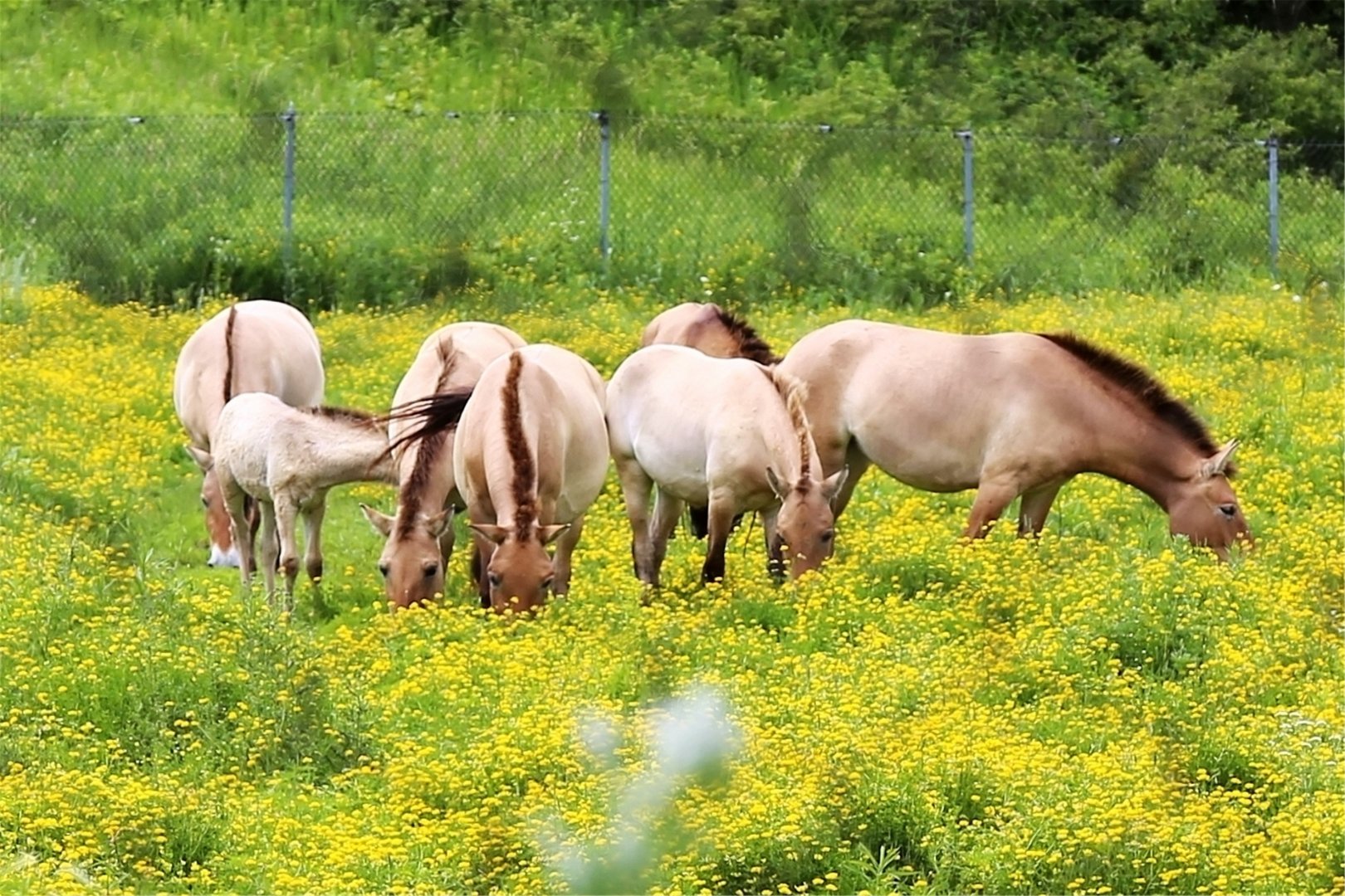 Przewalski's Horse Herd