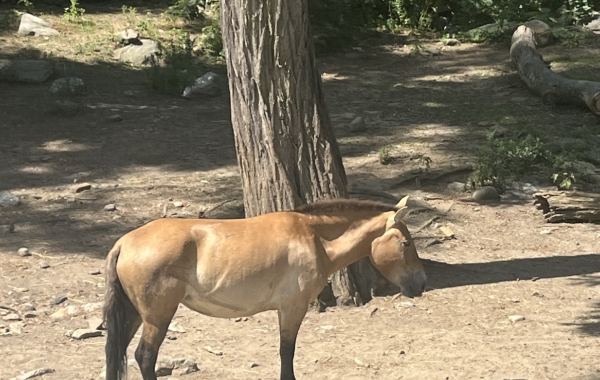 Przewalski’s Horse(July 2022)