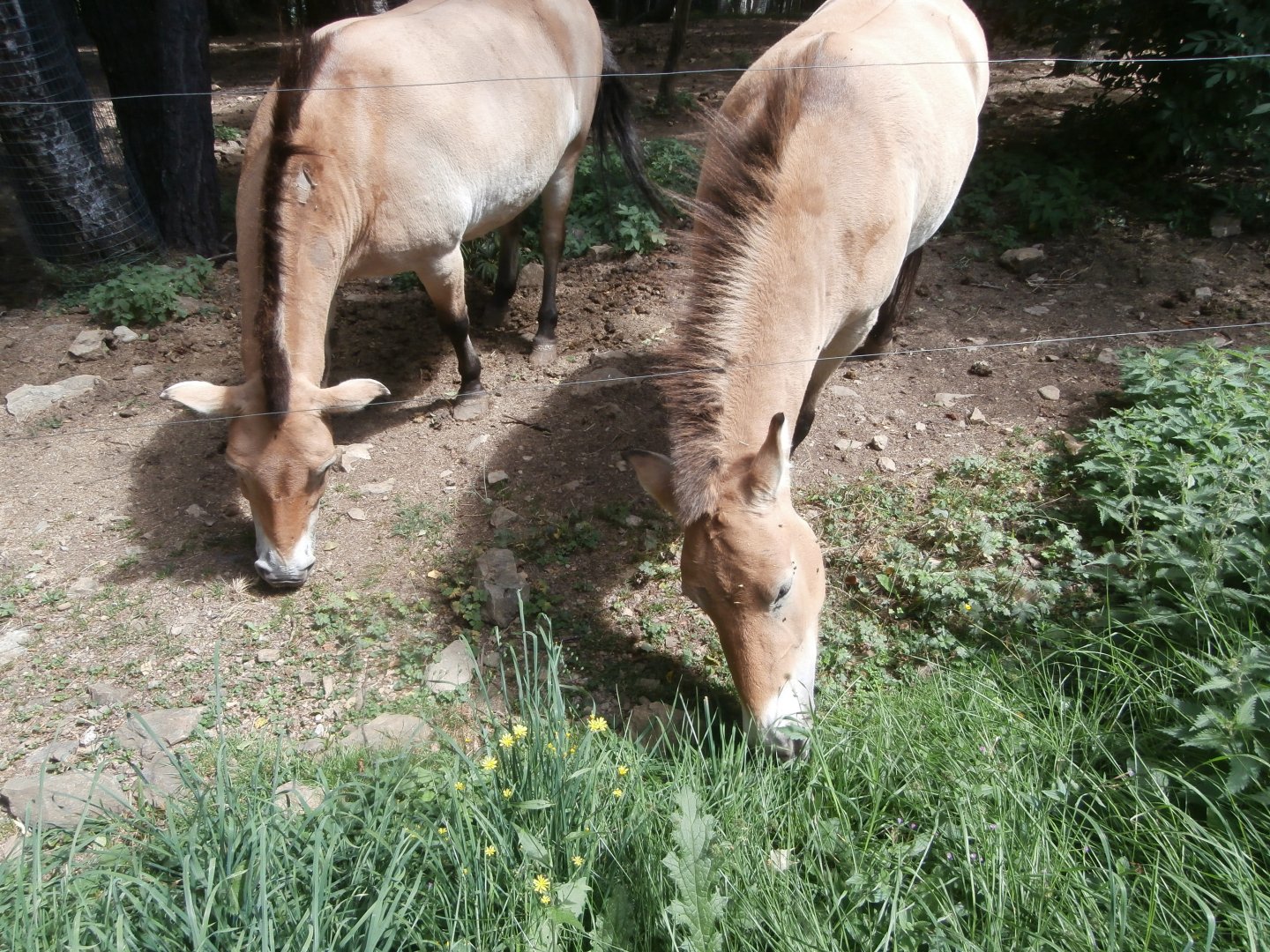 Przewalski's horse- Lacuniacha