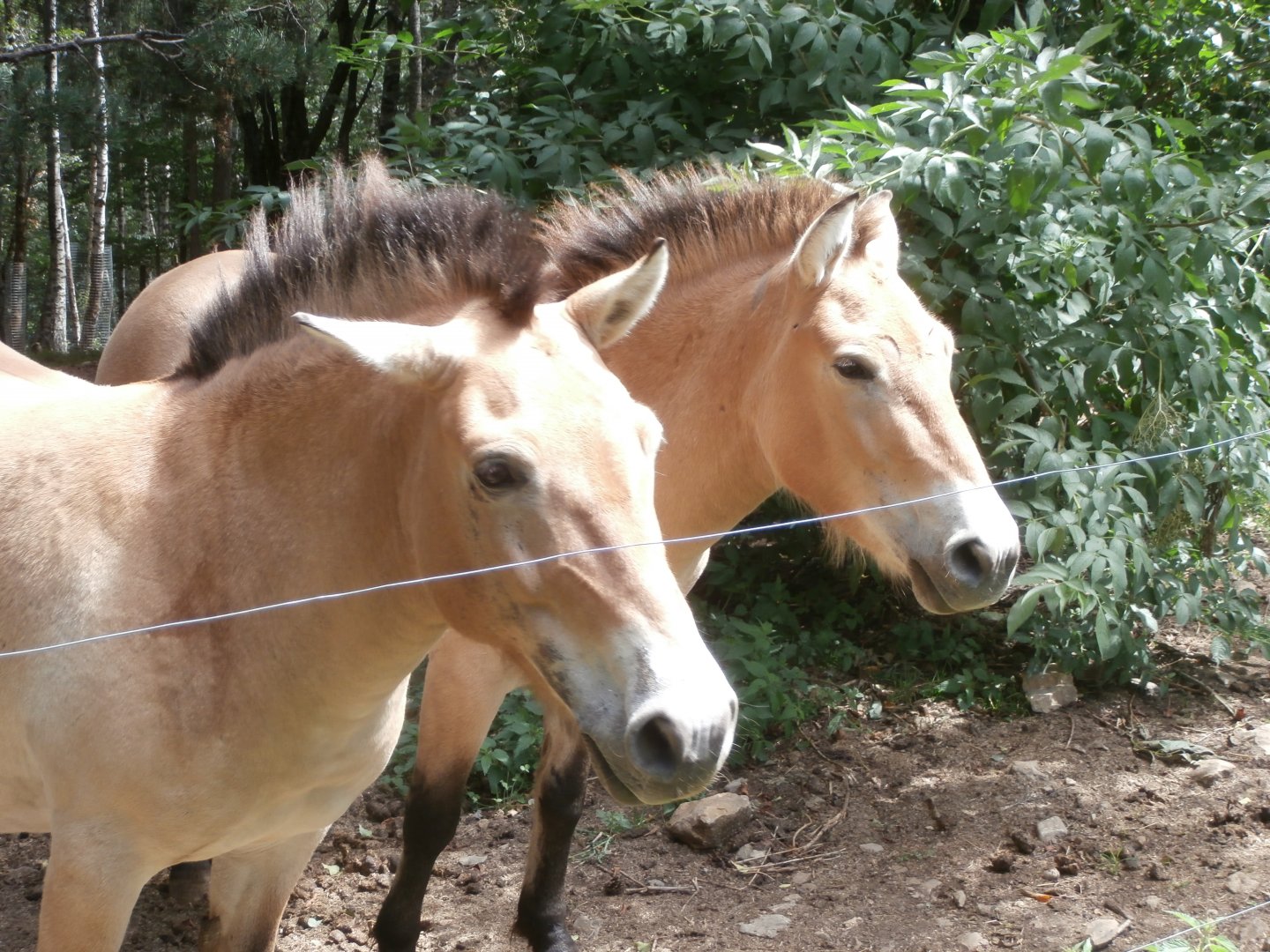 Przewalski's horse- Lacuniacha