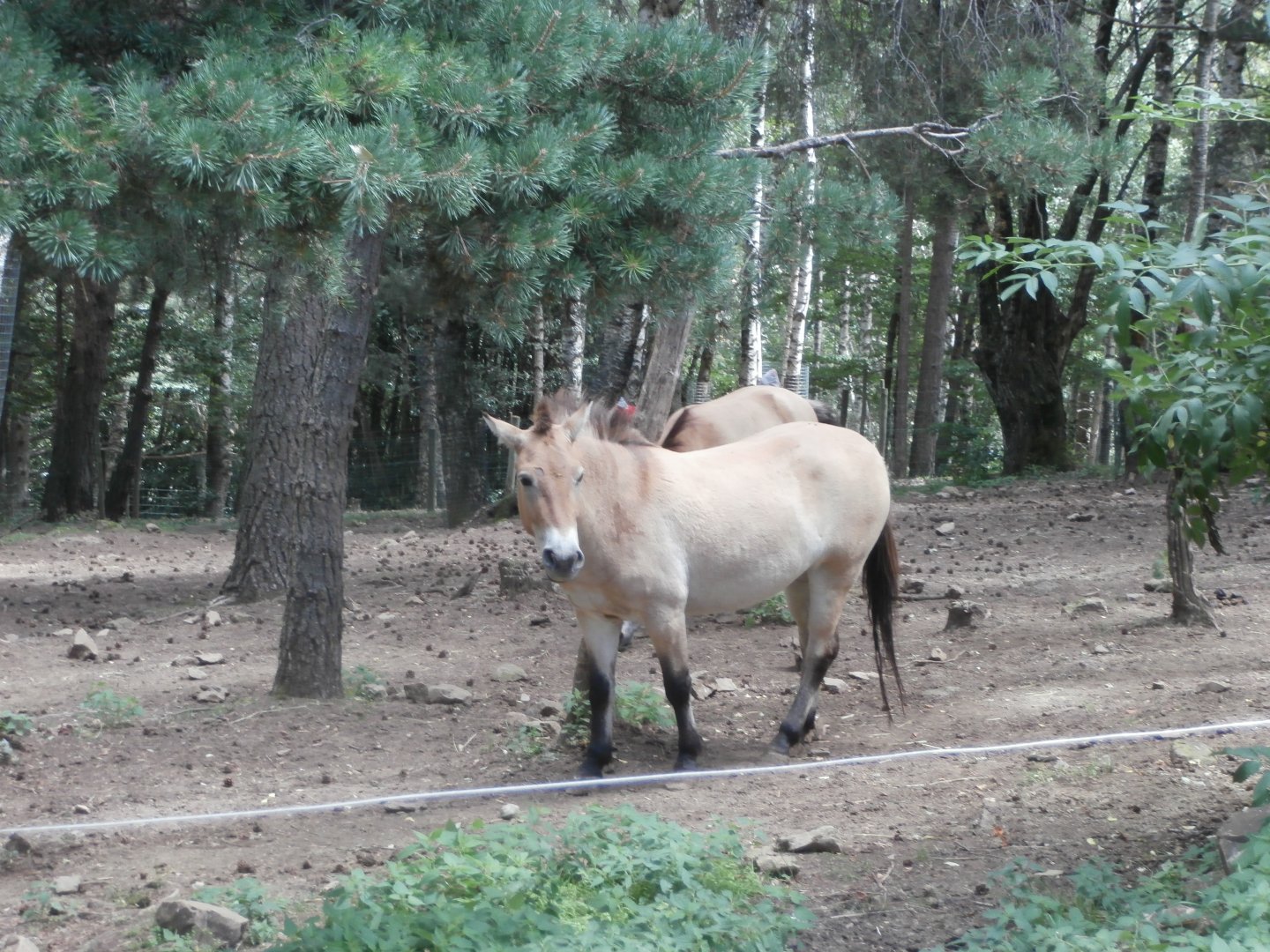 Przewalski's horse- Lacuniacha