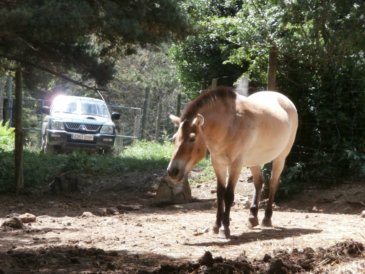Przewalski's horse- Lacuniacha