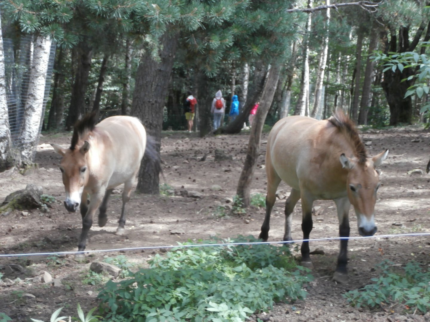 Przewalski's horse- Lacuniacha