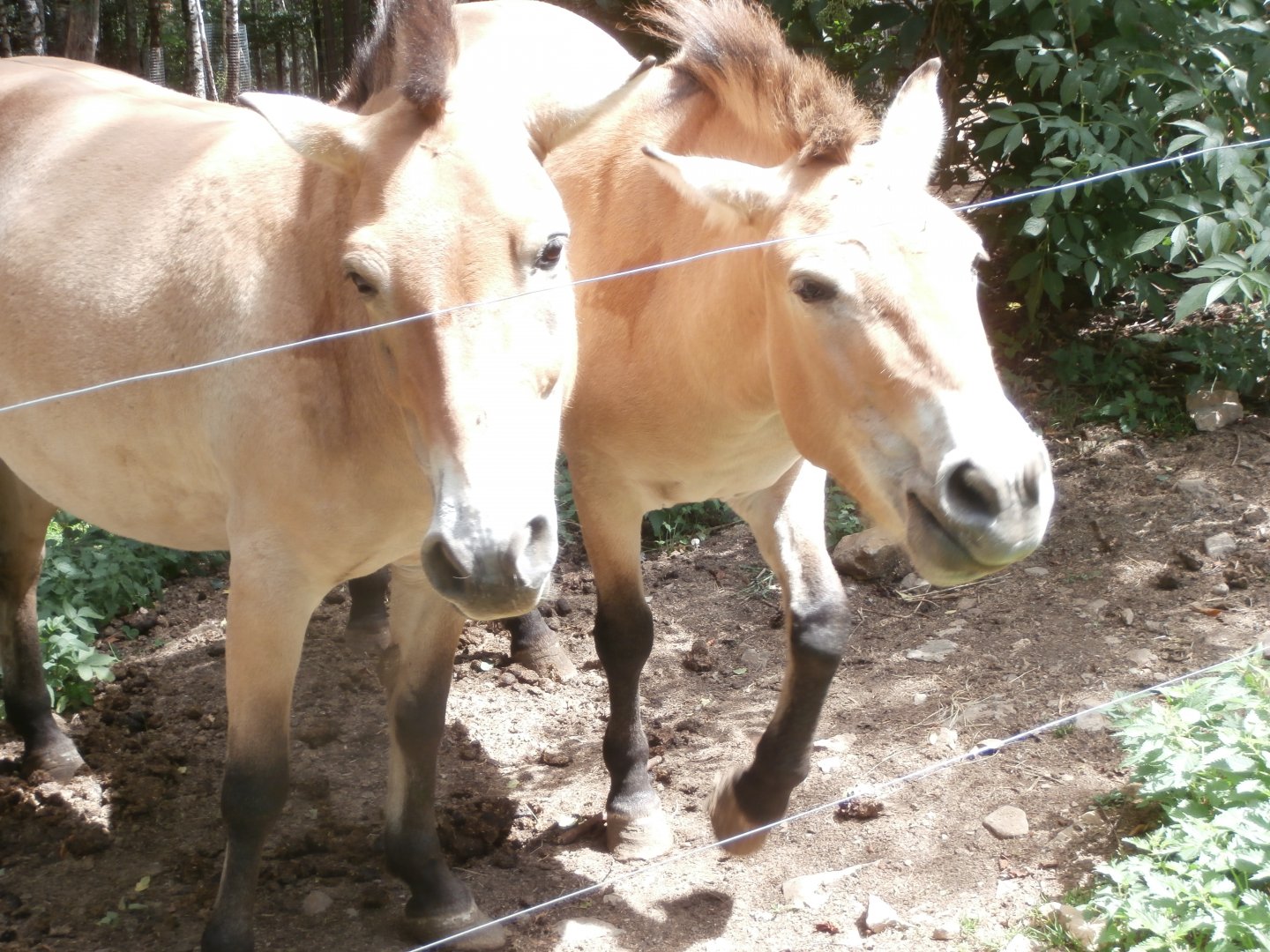 Przewalski's horse- Lacuniacha