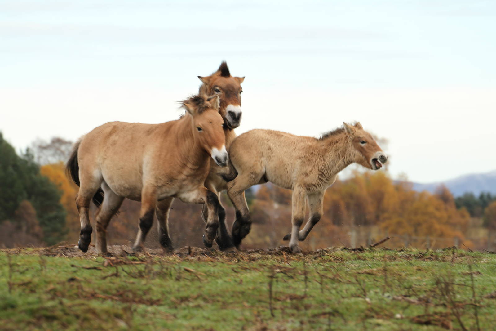 Przewalski's Horse - Mum Protecting Foal Sequence