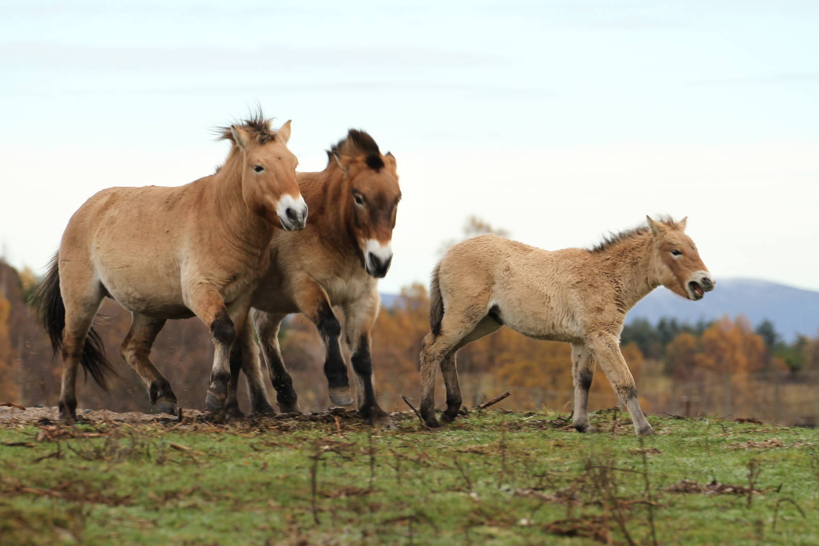 Przewalski's Horse - Mum Protecting Foal Sequence