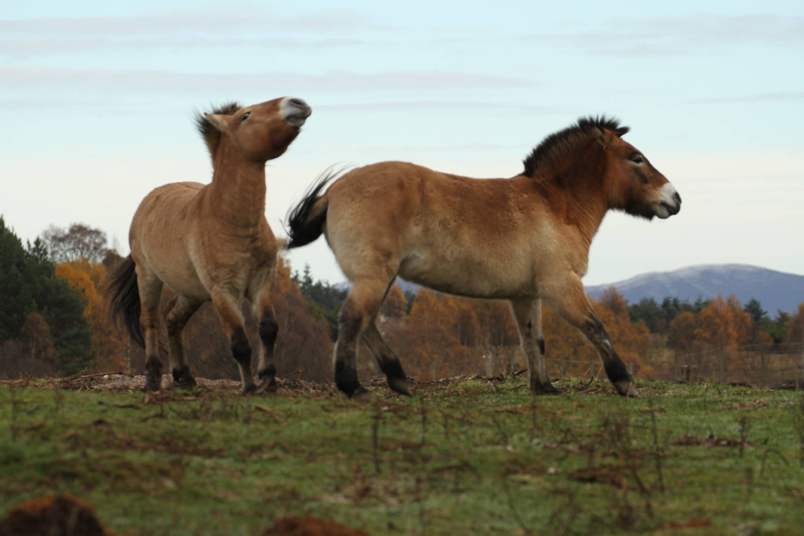 Przewalski's Horse - Mum Protecting Foal Sequence
