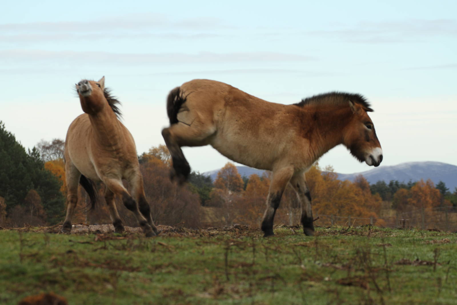 Przewalski's Horse - Mum Protecting Foal Sequence