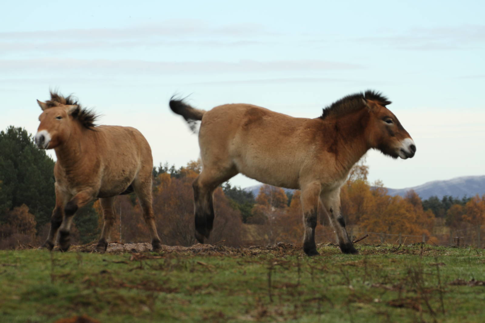 Przewalski's Horse - Mum Protecting Foal Sequence