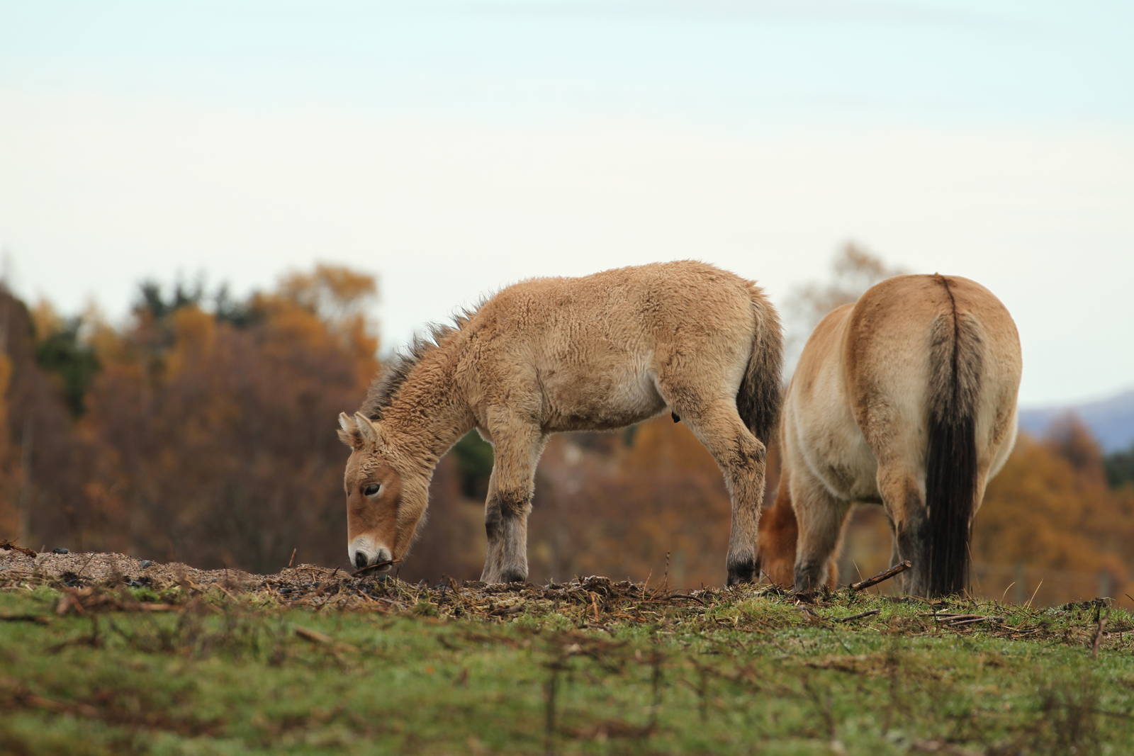 Przewalski's Horse - Mum Protecting Foal Sequence