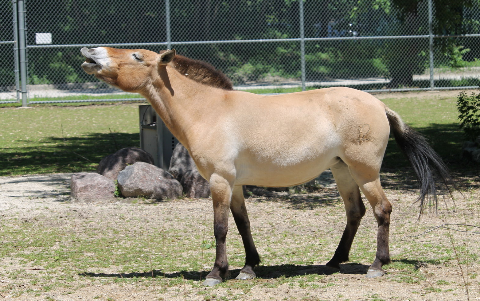 Przewalski’s Horse neighing