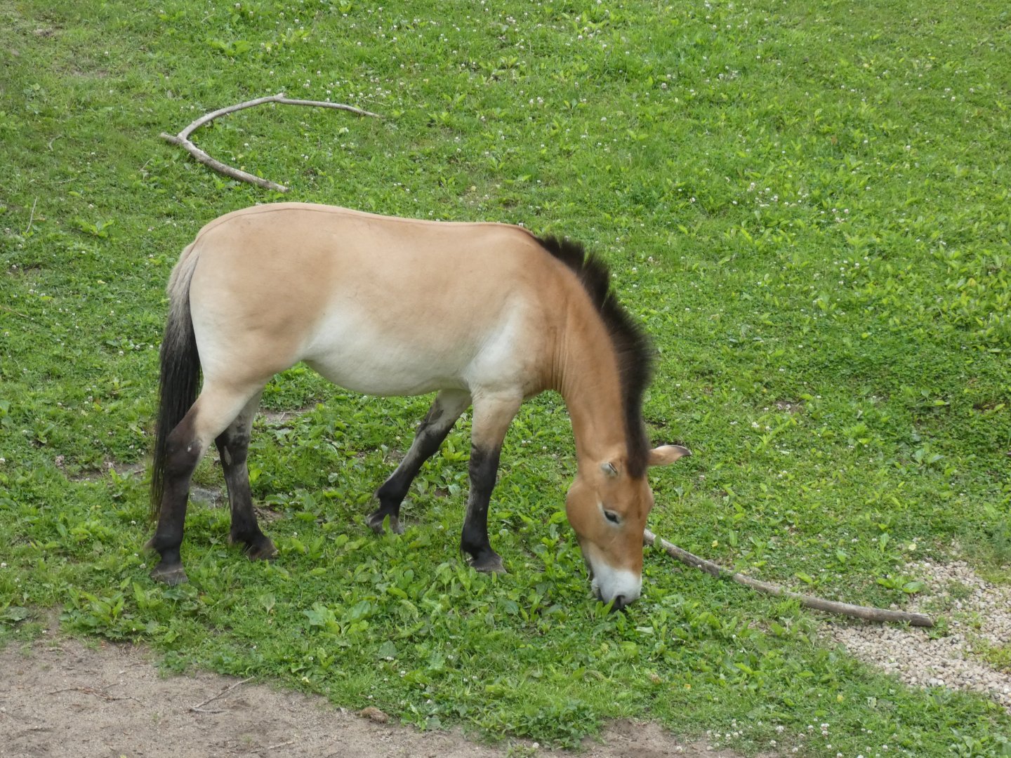 Przewalski's Horse, Northern Trail - Jun. 2021