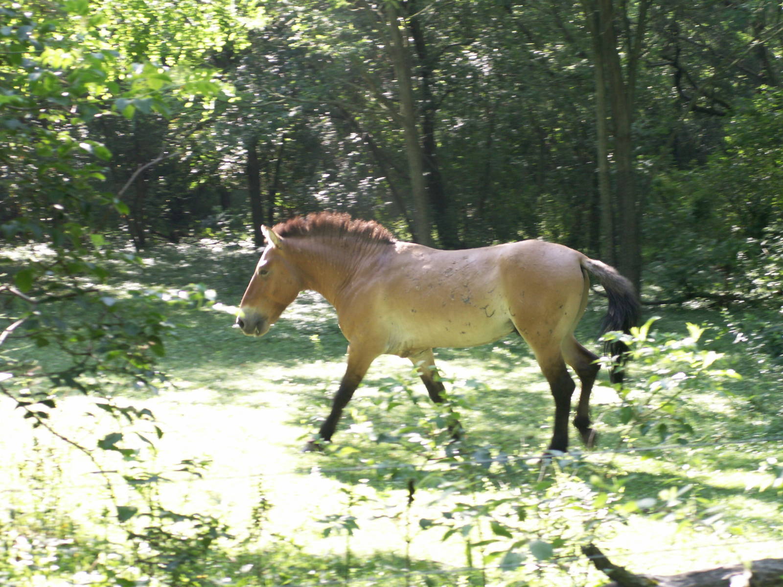 Przewalski's Horse (one of the 2 males)