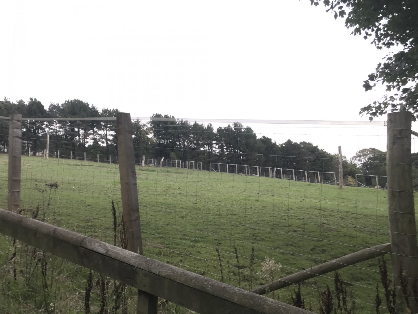 Przewalski’s horse paddock (2)