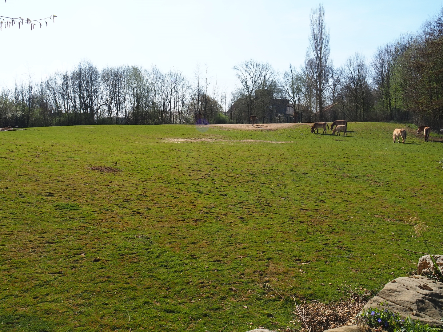Przewalski's horse paddock, 2019-03-30