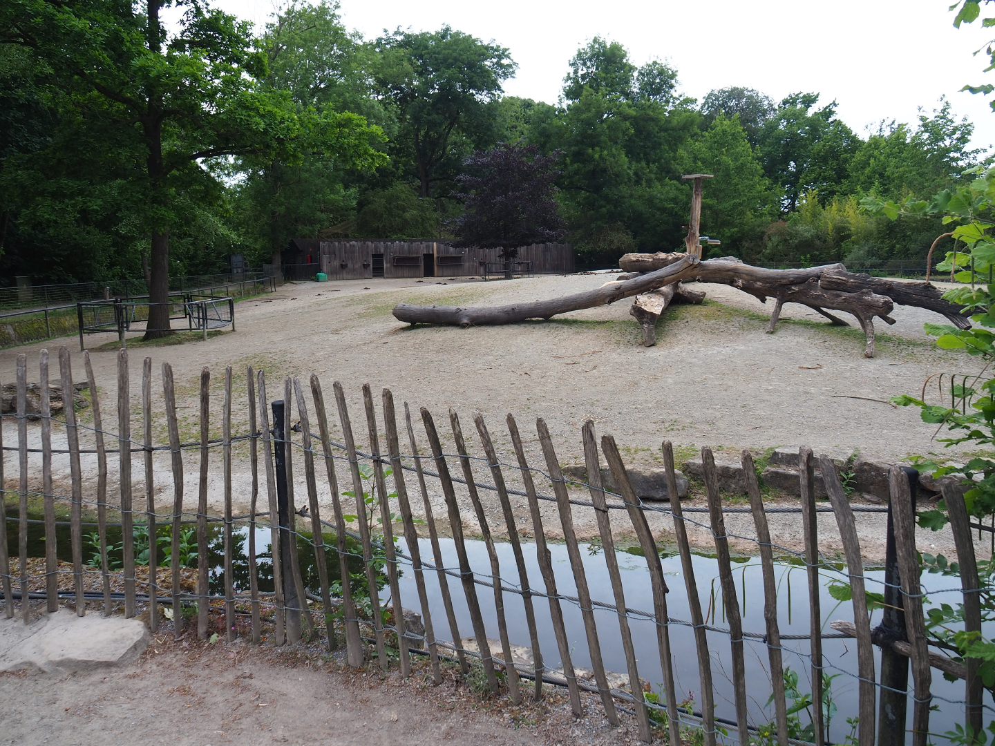 Przewalski's horse paddock, 2020-05-23